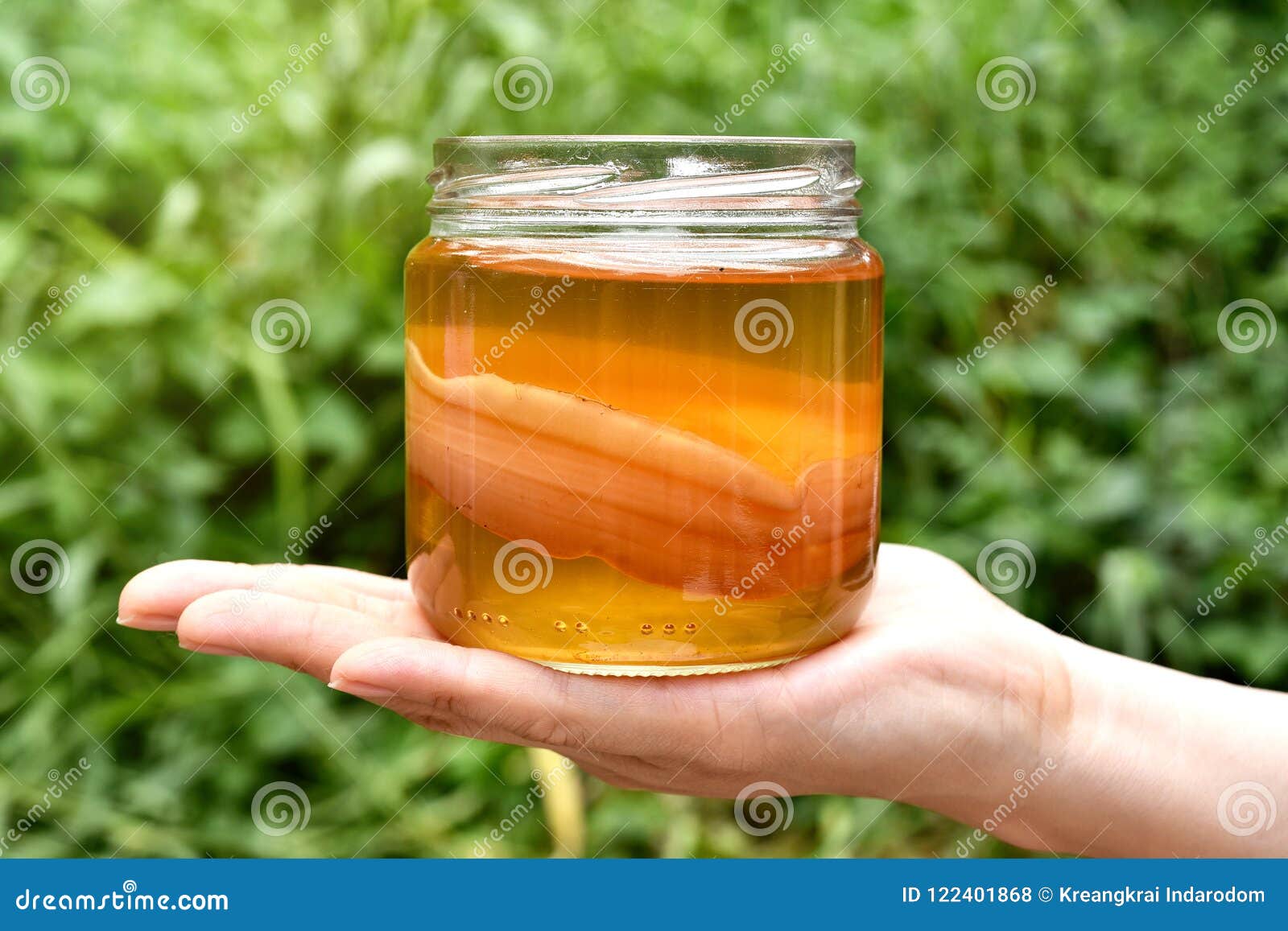 scoby, hand holding tea mushroom with kombucha tea, healthy fermented food, probiotic nutrition drink.