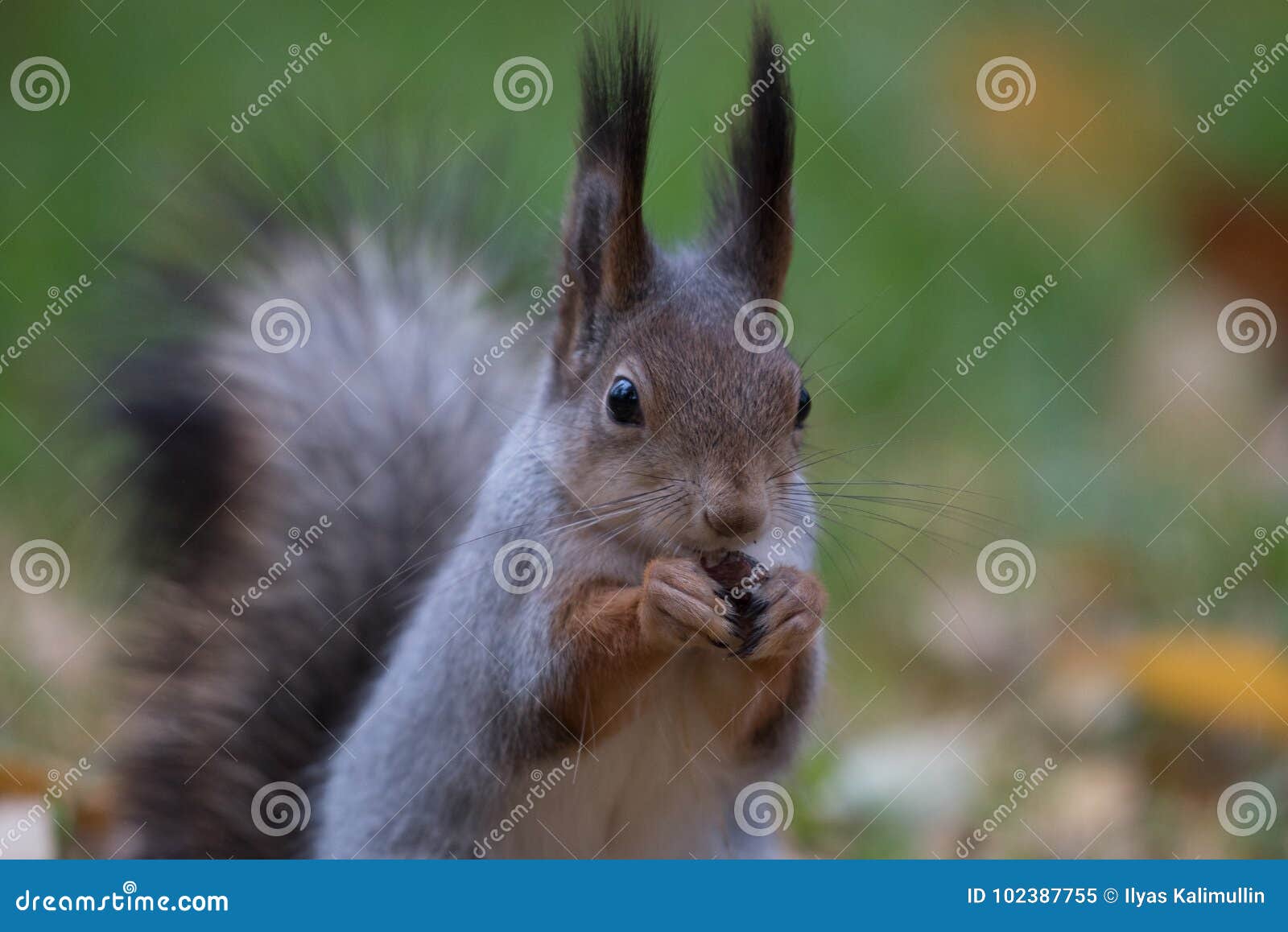 Maglietta Scoiattolo 'Nut Today' - Divertente E Leggera, Cotone E Poliestere
