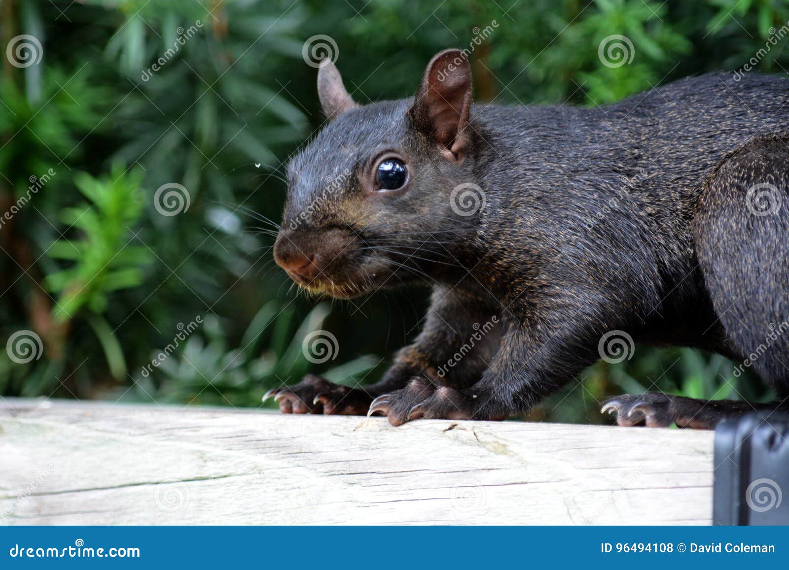 Terminale Del Tetto Della Strega Tegola Decorativa In Pietra - Foto 8