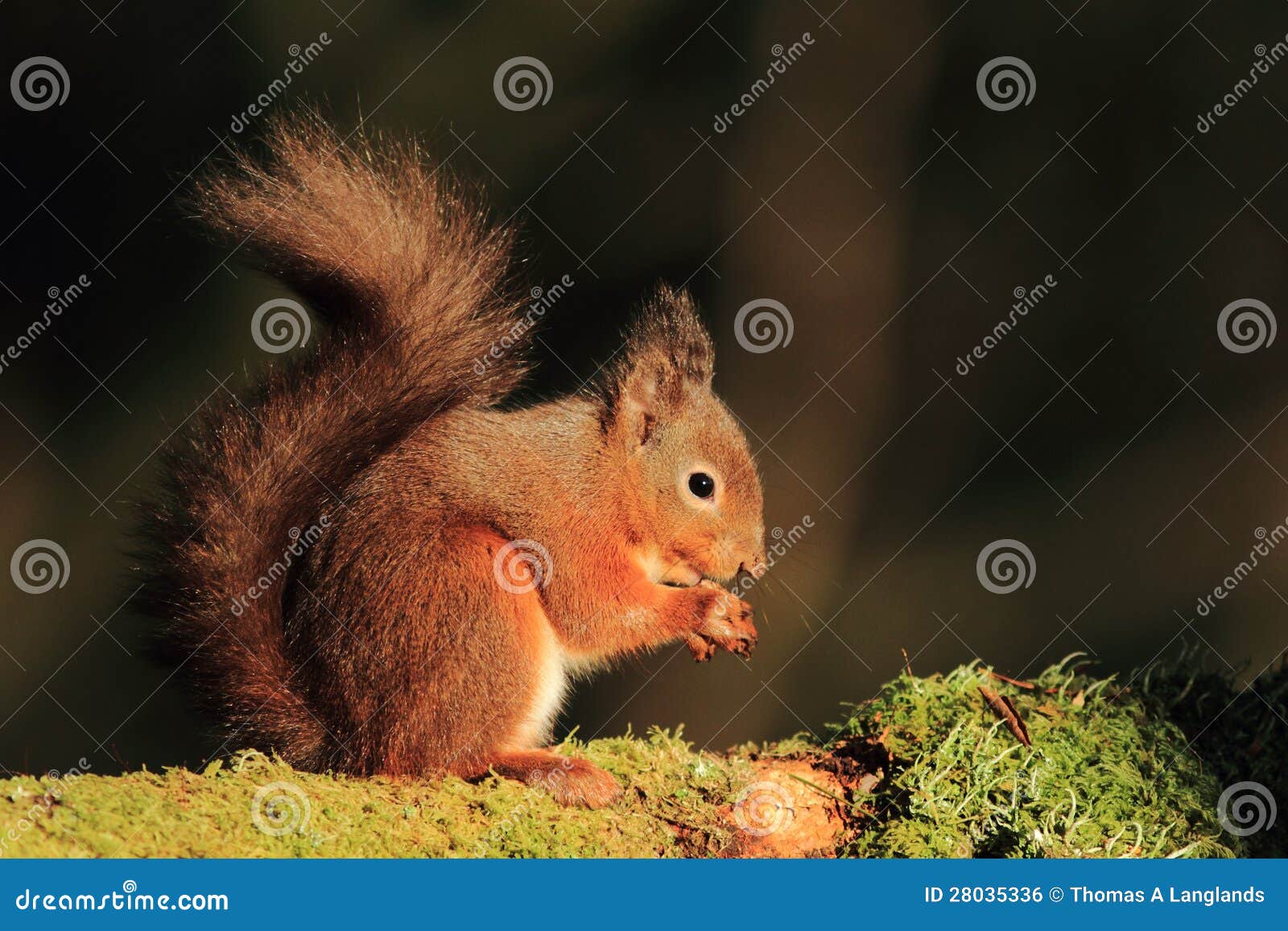 Scoiattolo rosso (Sciurus vulgaris). Chiuda sul colpo di uno scoiattolo rosso che si siede su una filiale coperta muschio. Gli scoiattoli rossi ora sono messi in pericolo nel Regno Unito.