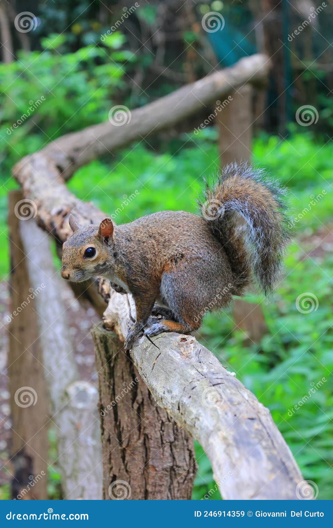scoiattolo sullo steccato, squirrel on the fence