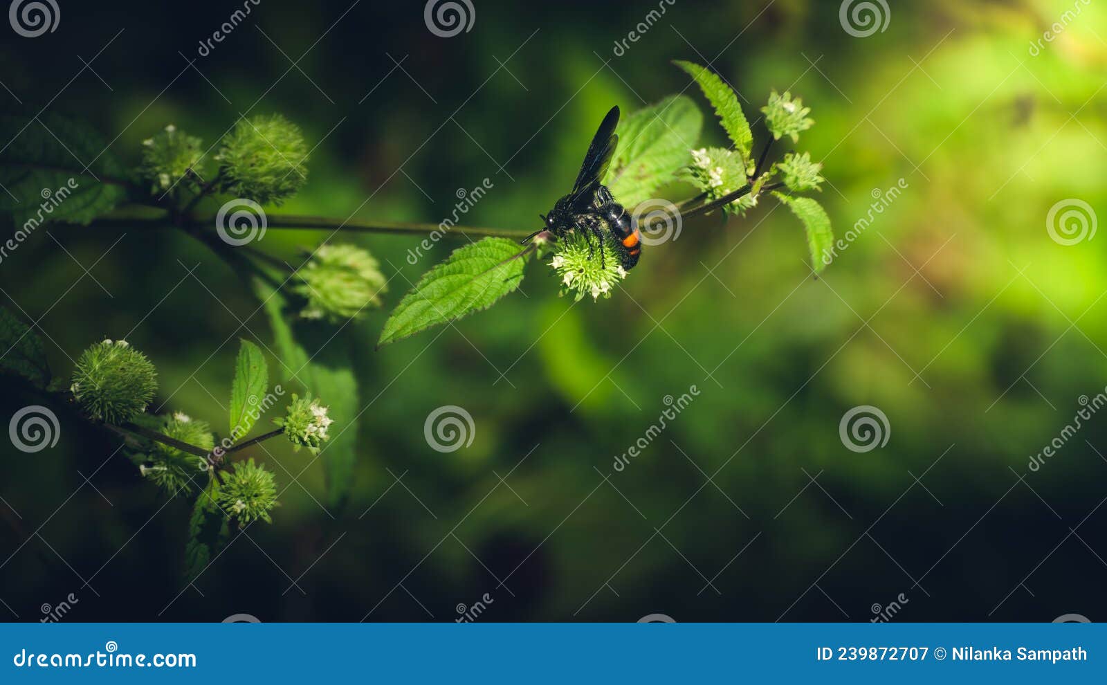 scolia fasciatopunctata wasp collecting nectar from wild blossoms, 1st light in the morning