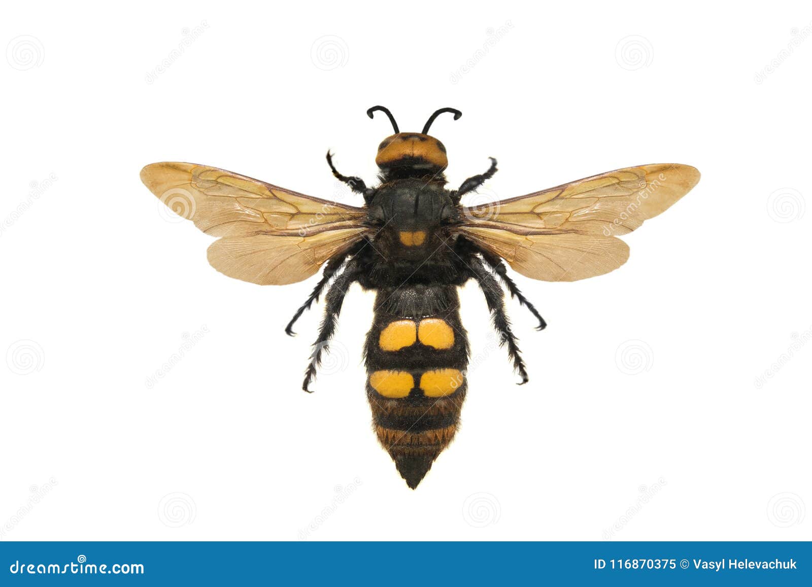 Scolia-flavifrons stockbild. Bild von insekt, schwarzes - 116870375