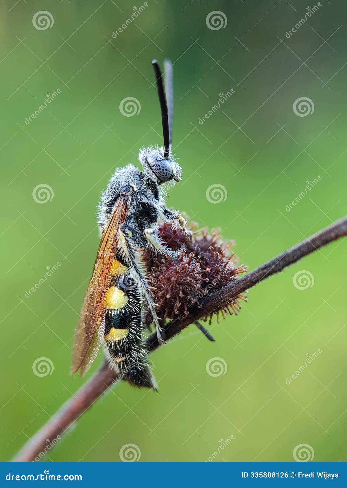 scolia wasp perched on twig with diagonal composition