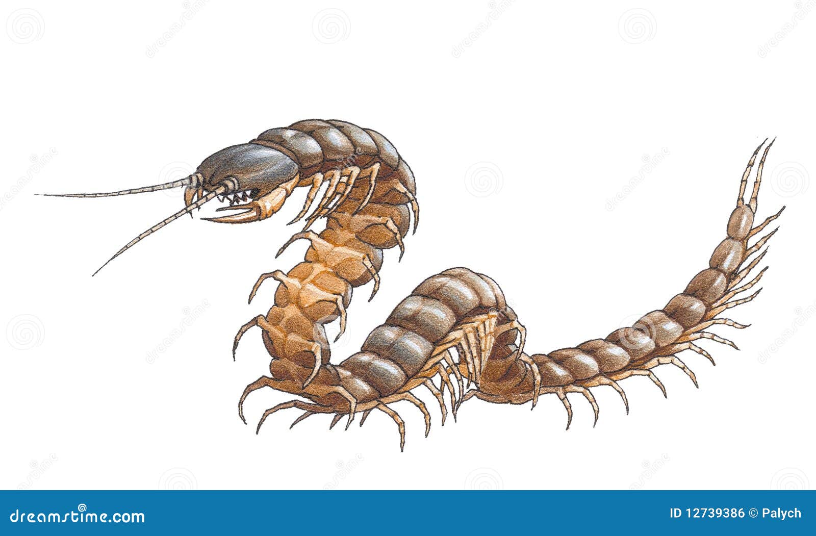 scolopendra (amazonian giant centipede)