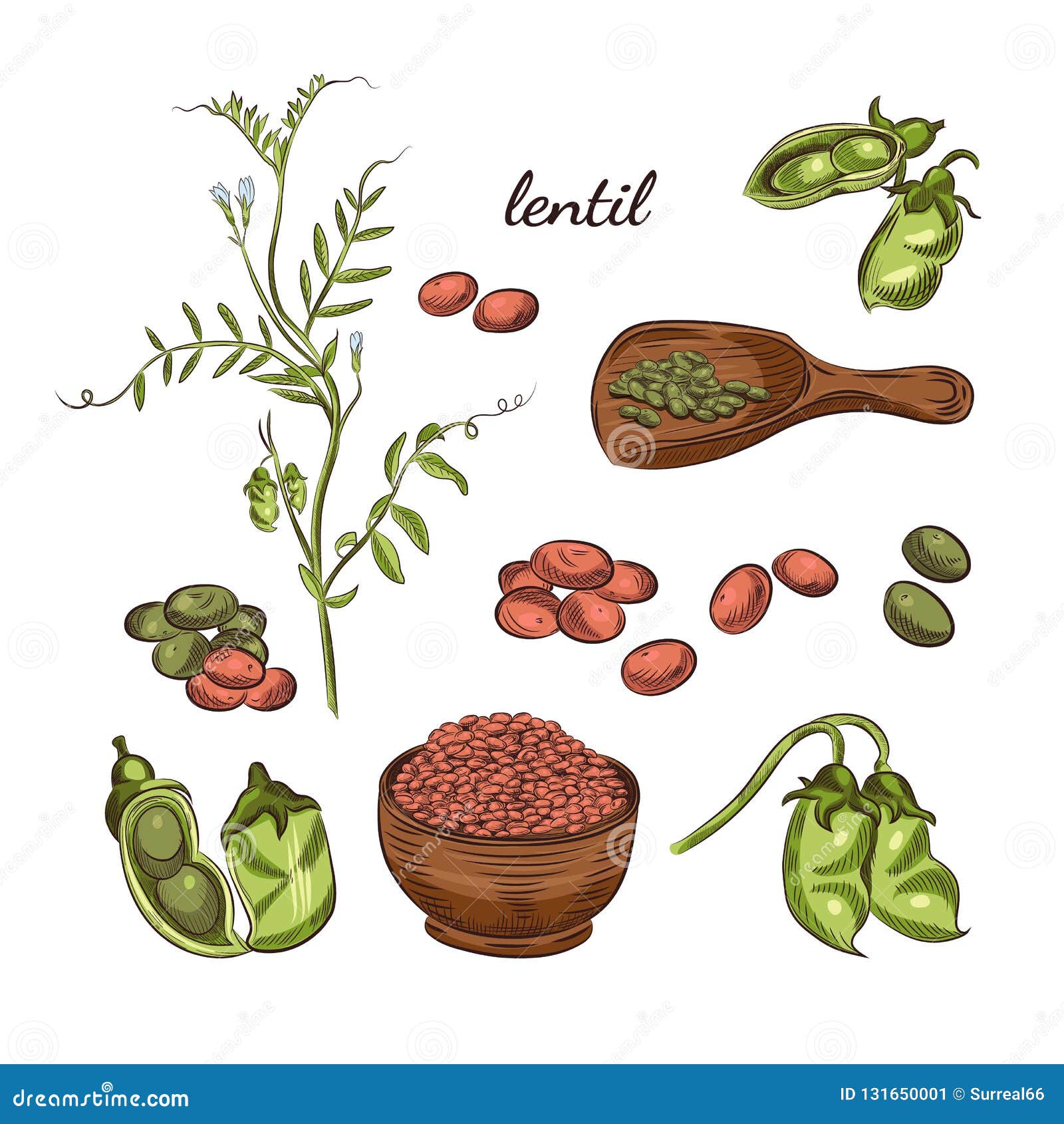 lentil plant hand drawn . peas and pods sketches.