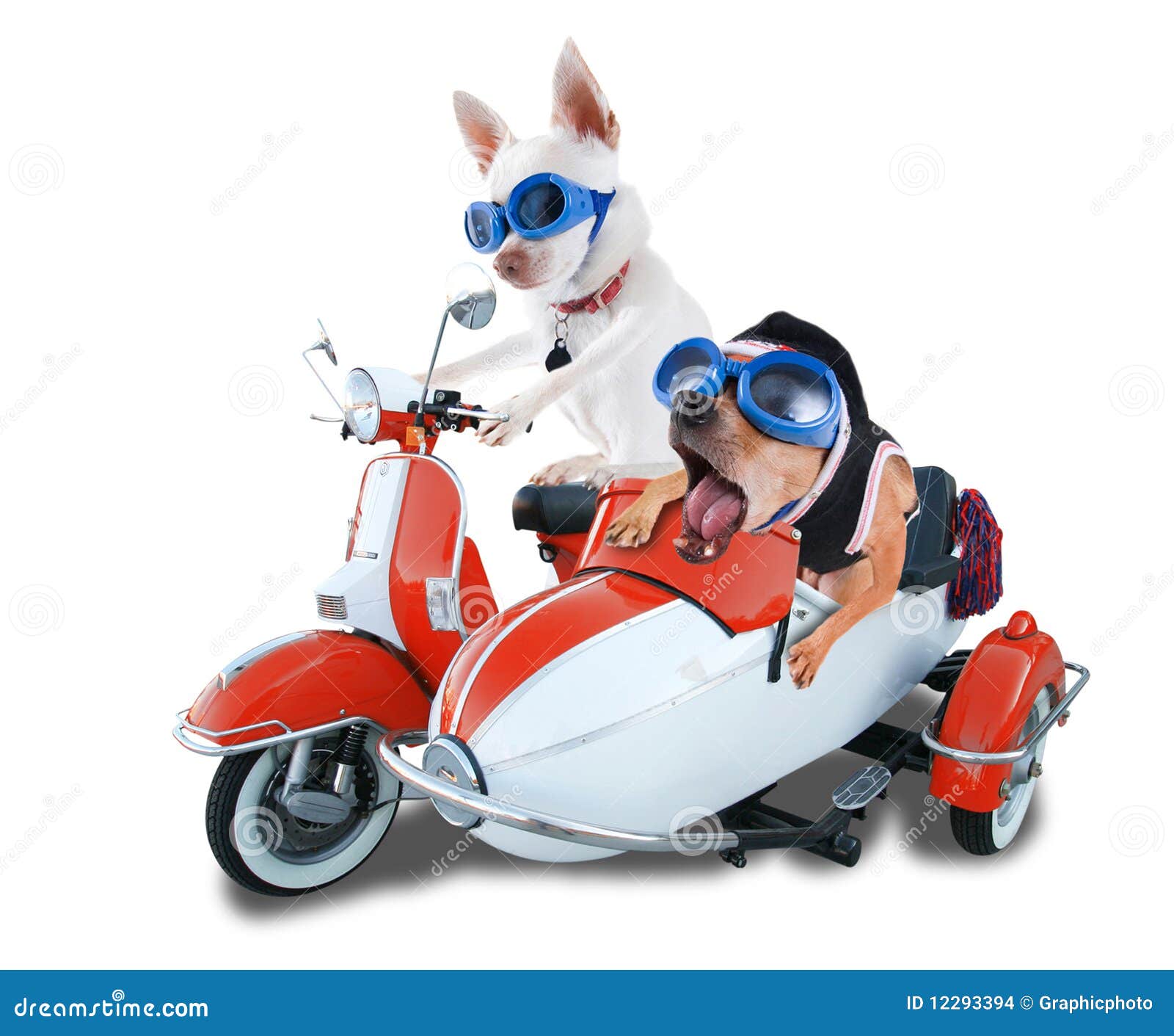 Scooter dogs stock photo. Image of paws, puppy, furry 12293394