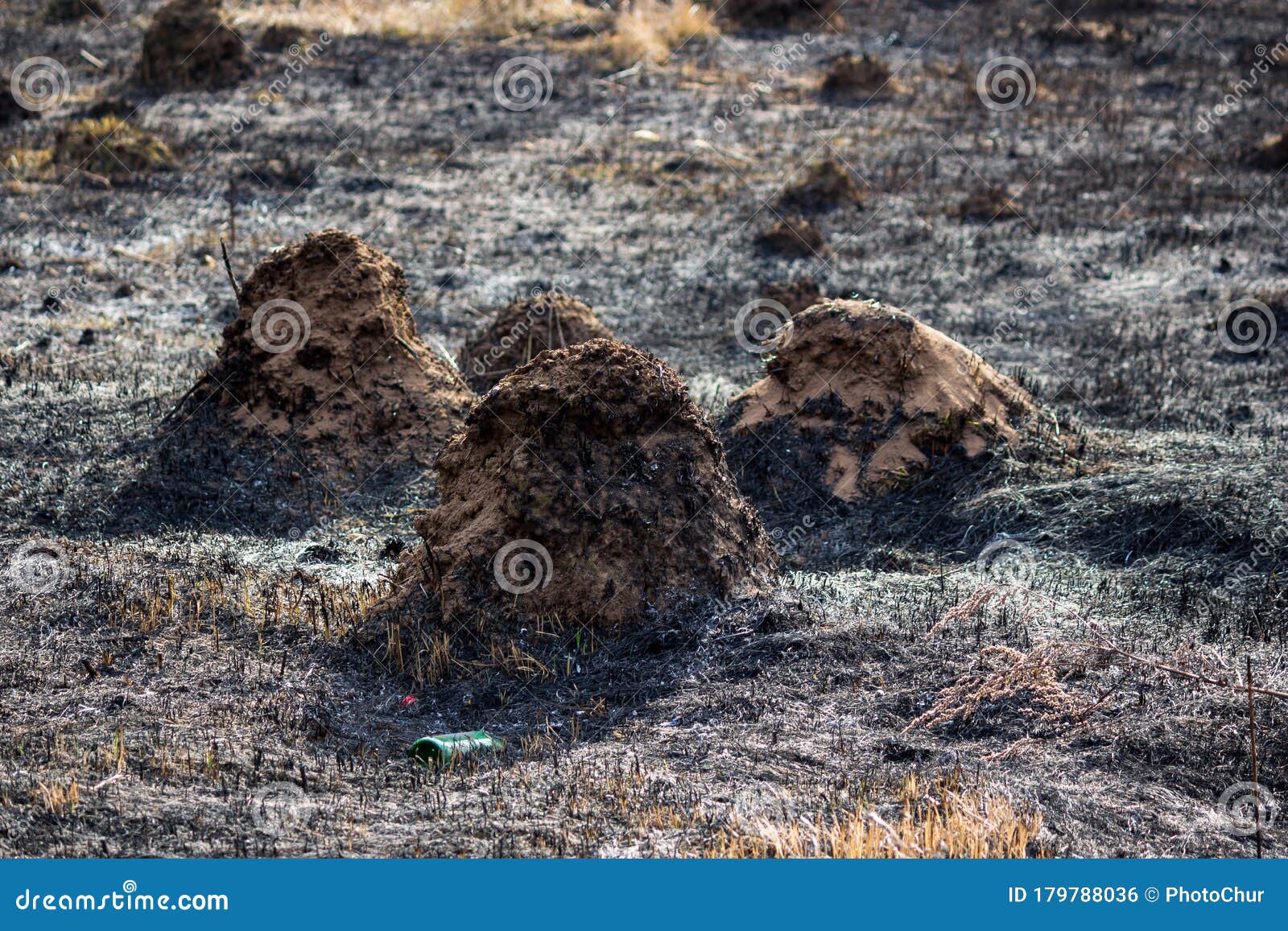 scorched field with anthills after spring grass fall
