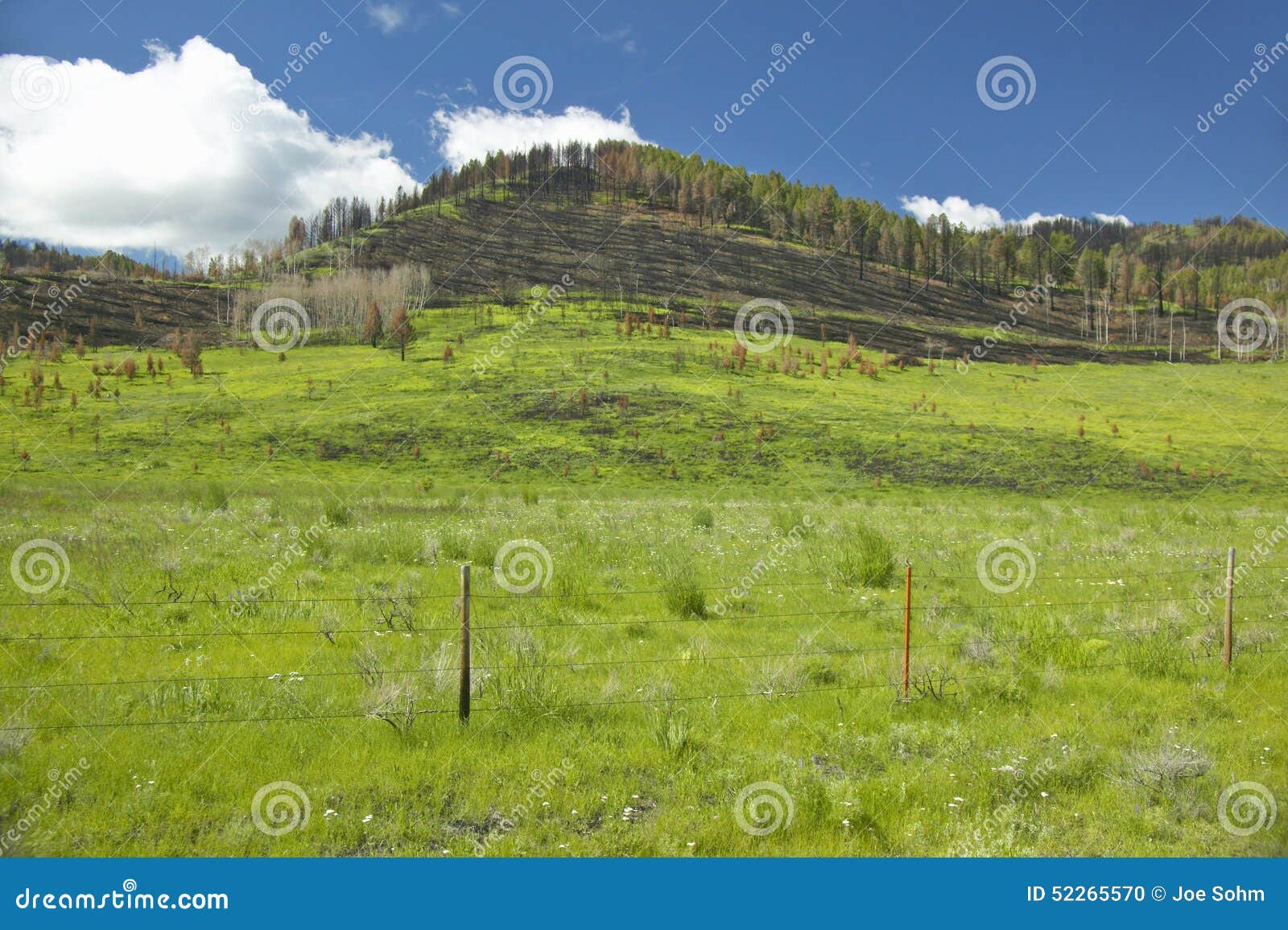 scorched hillside and fresh spring growth in centennial valley, lakeview, mt