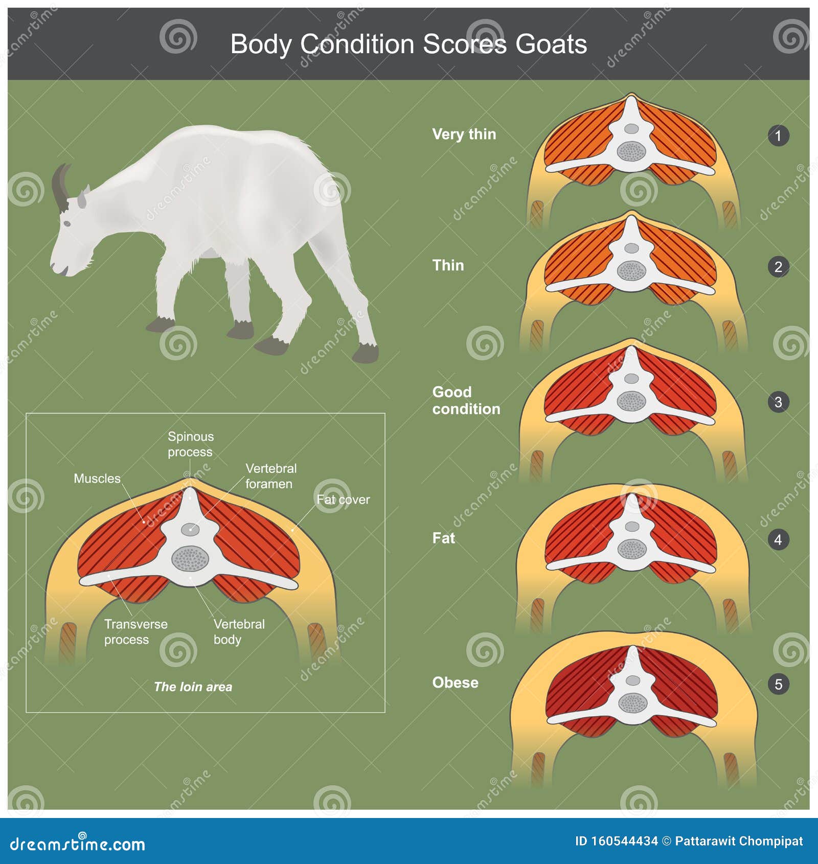 the scoring body and structure loin area of goats
