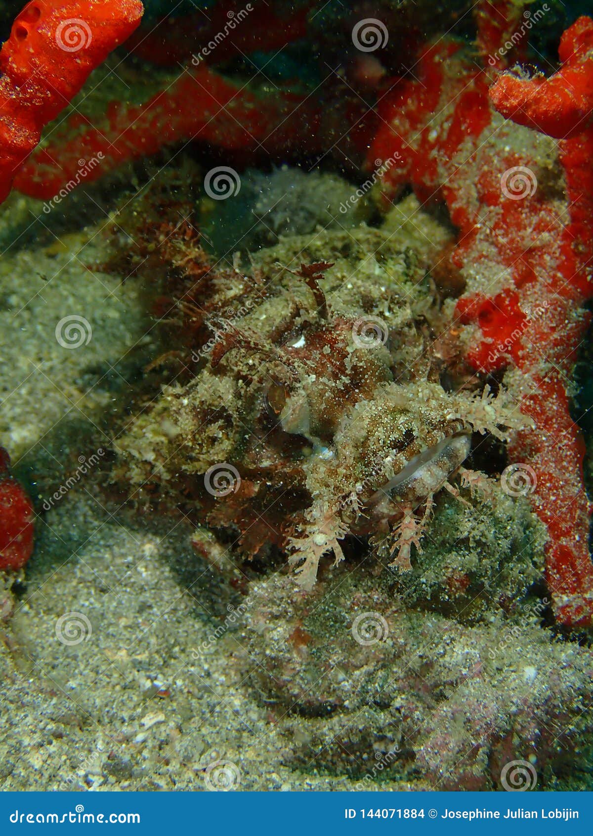 closeup and macro shot of scorpion fish in underwater world diving in sabah, borneo.