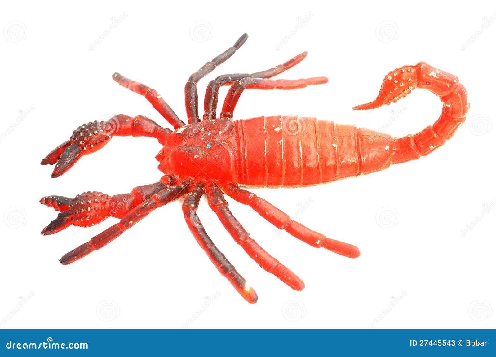 Scorpion stock image. Image of pincer, danger, isolated - 27445543