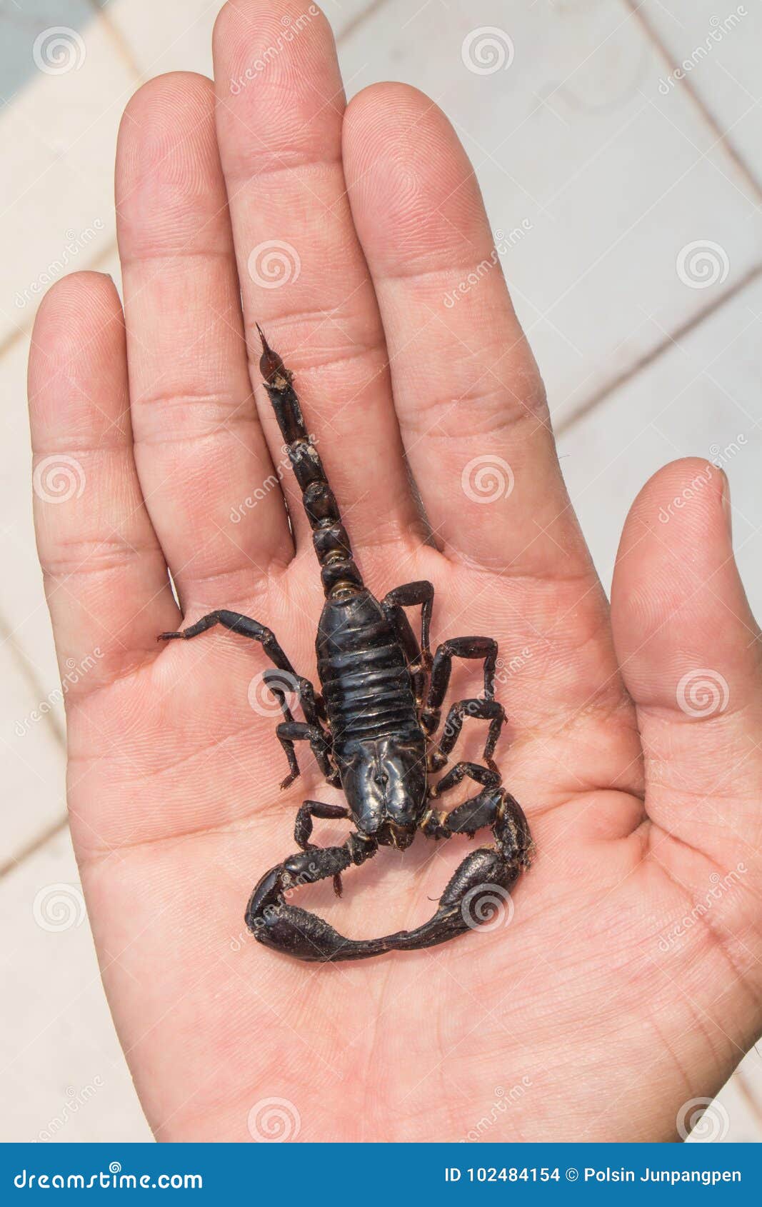 Black Scorpion on Human Hand Stock Photo - Image of gripping, claw: 102484154 Black Scorpion on Human Hand Stock Photo - Image of gripping, claw: 102484154