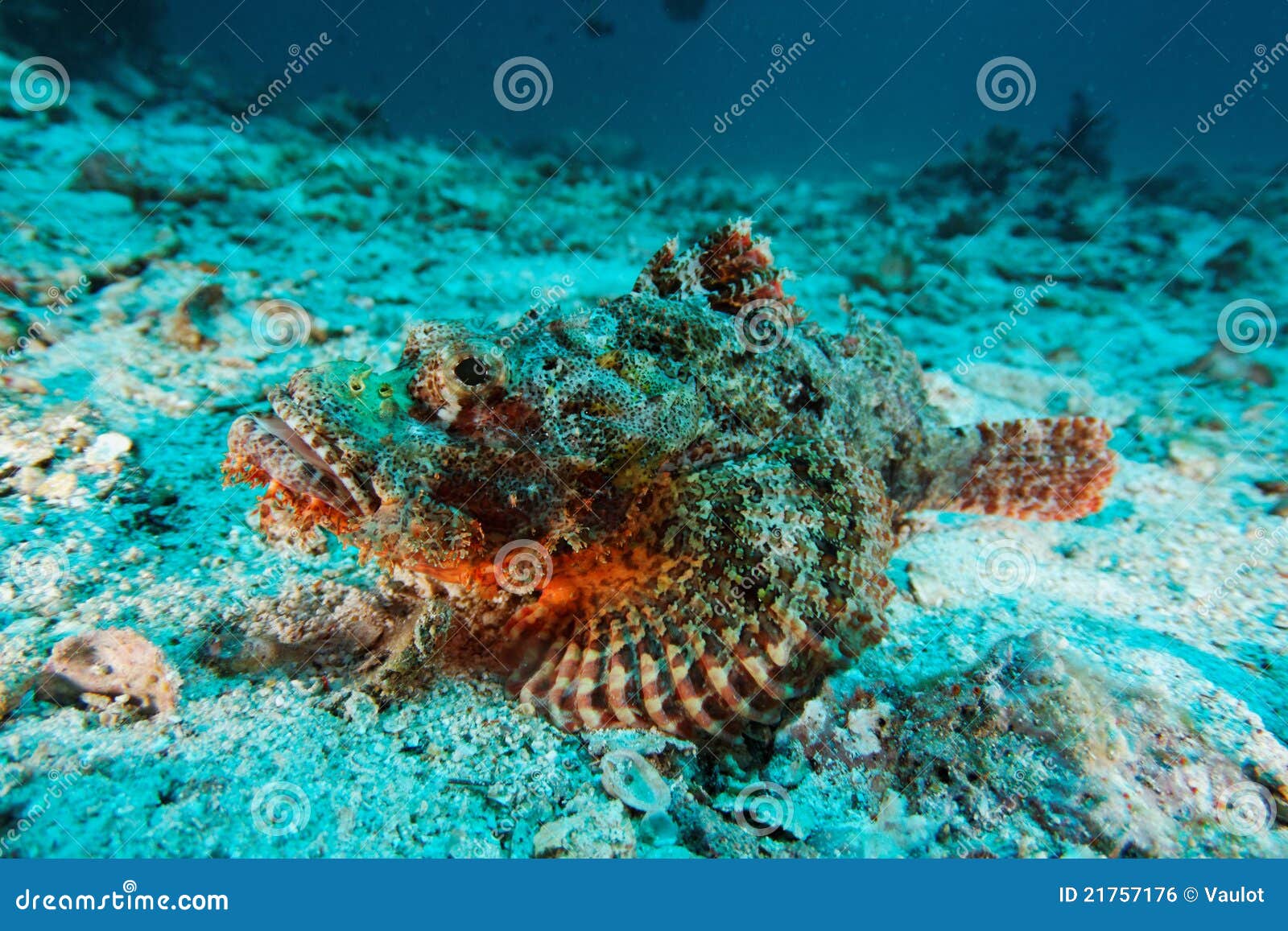 scorpion fish - andaman sea