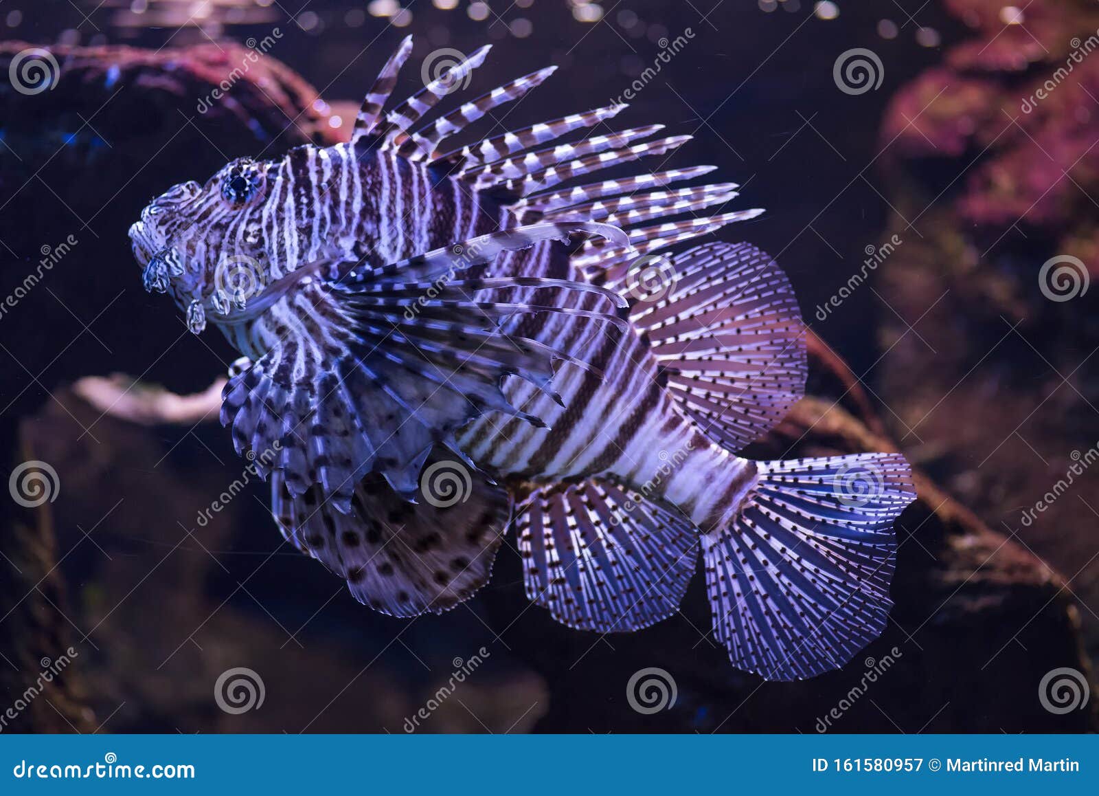 scorpion fish bite