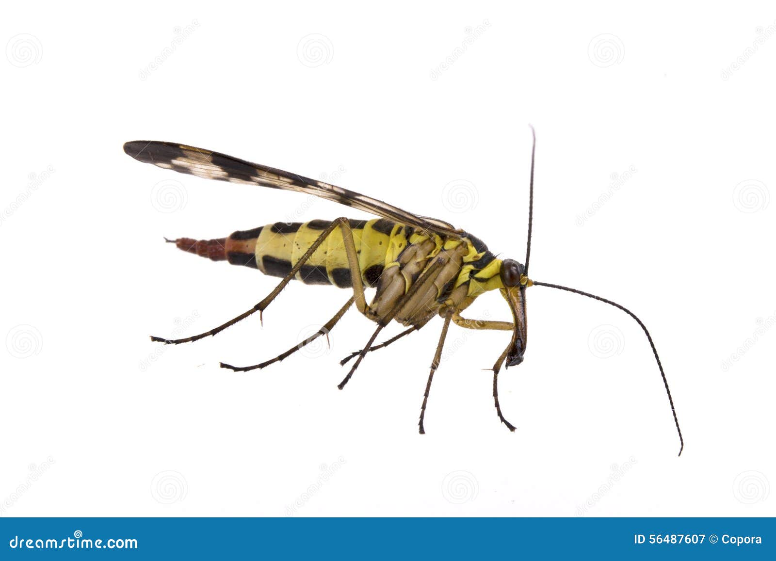 scorpion fly on white background