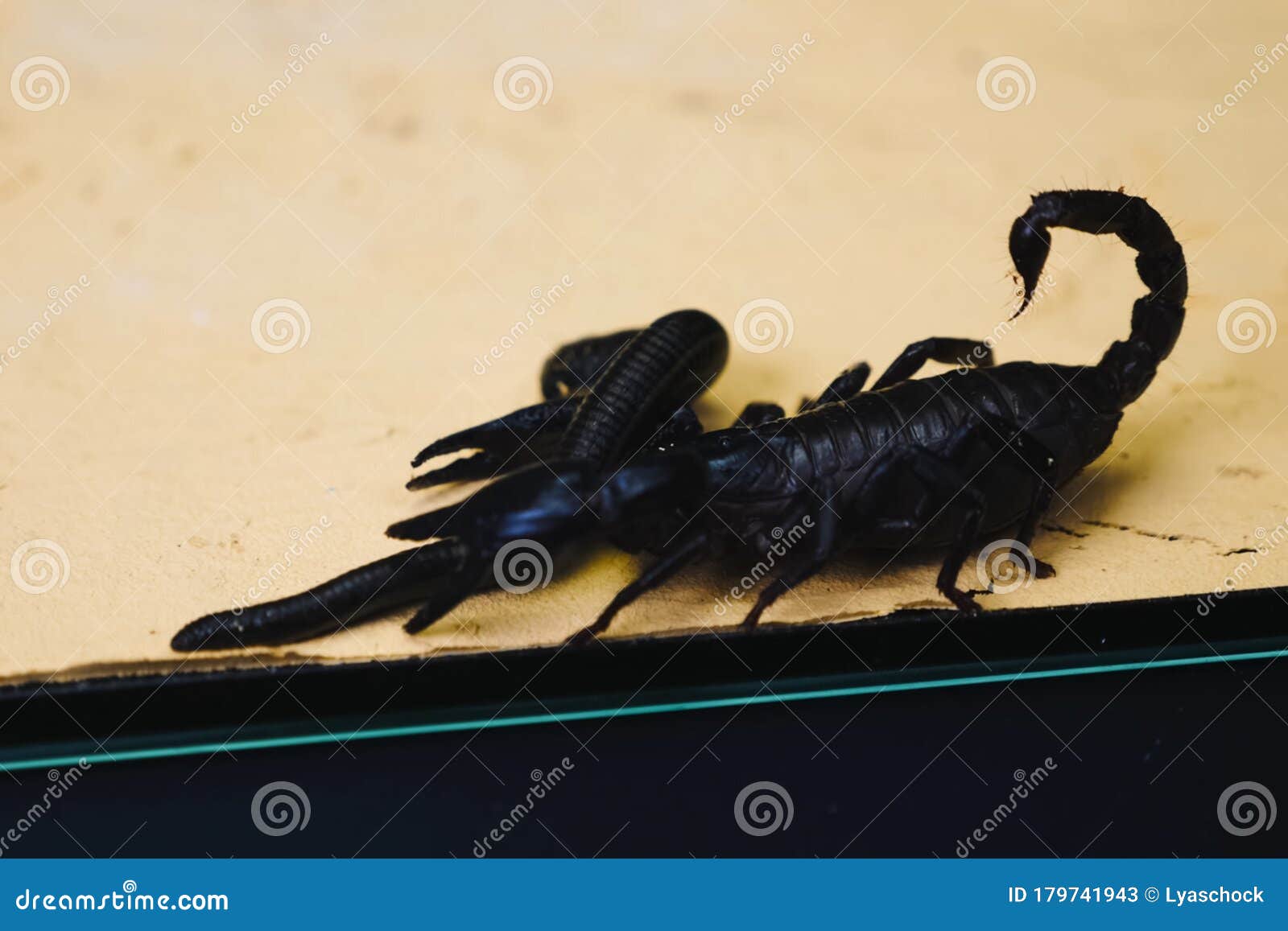 scorpion with a leech in terrarium. black scorpion is a poisonou