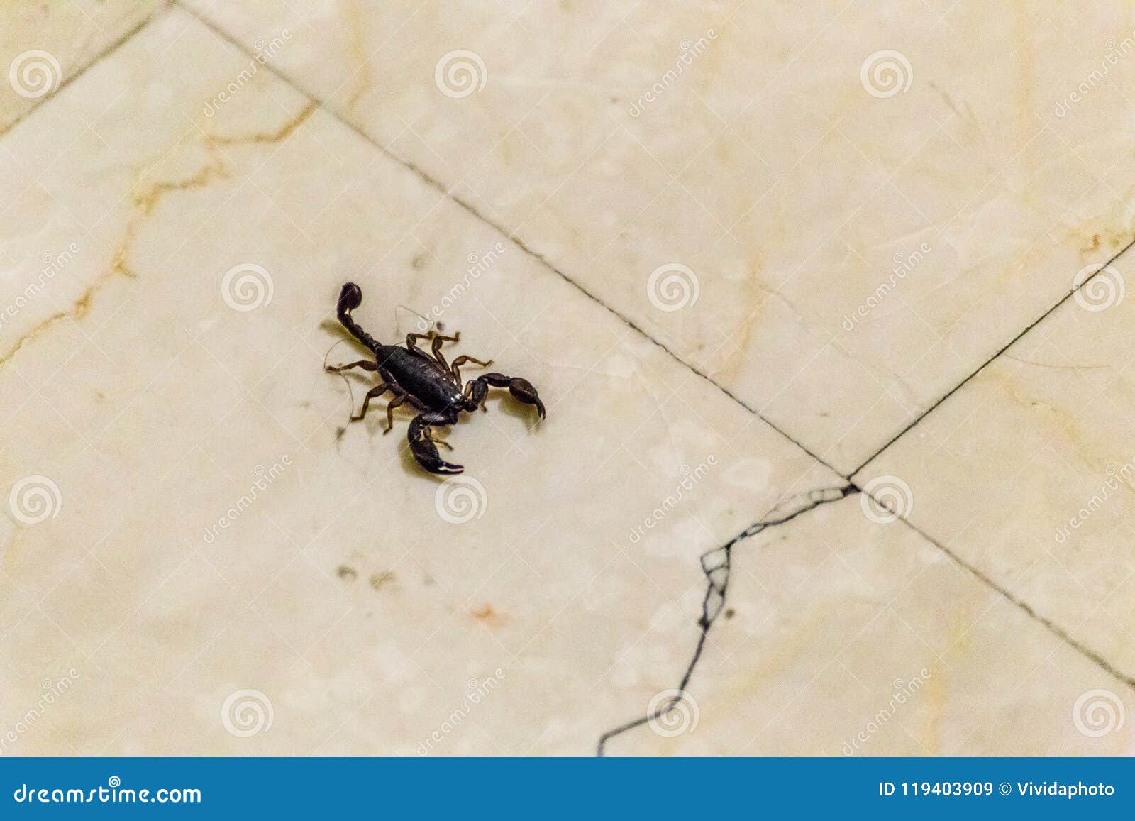 Scorpion on Marble stock image. Image of marble, danger 119403909