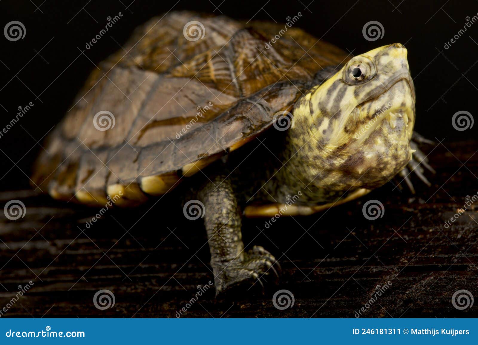 scorpion mud turtle kinosternon scorpioides scorpioides