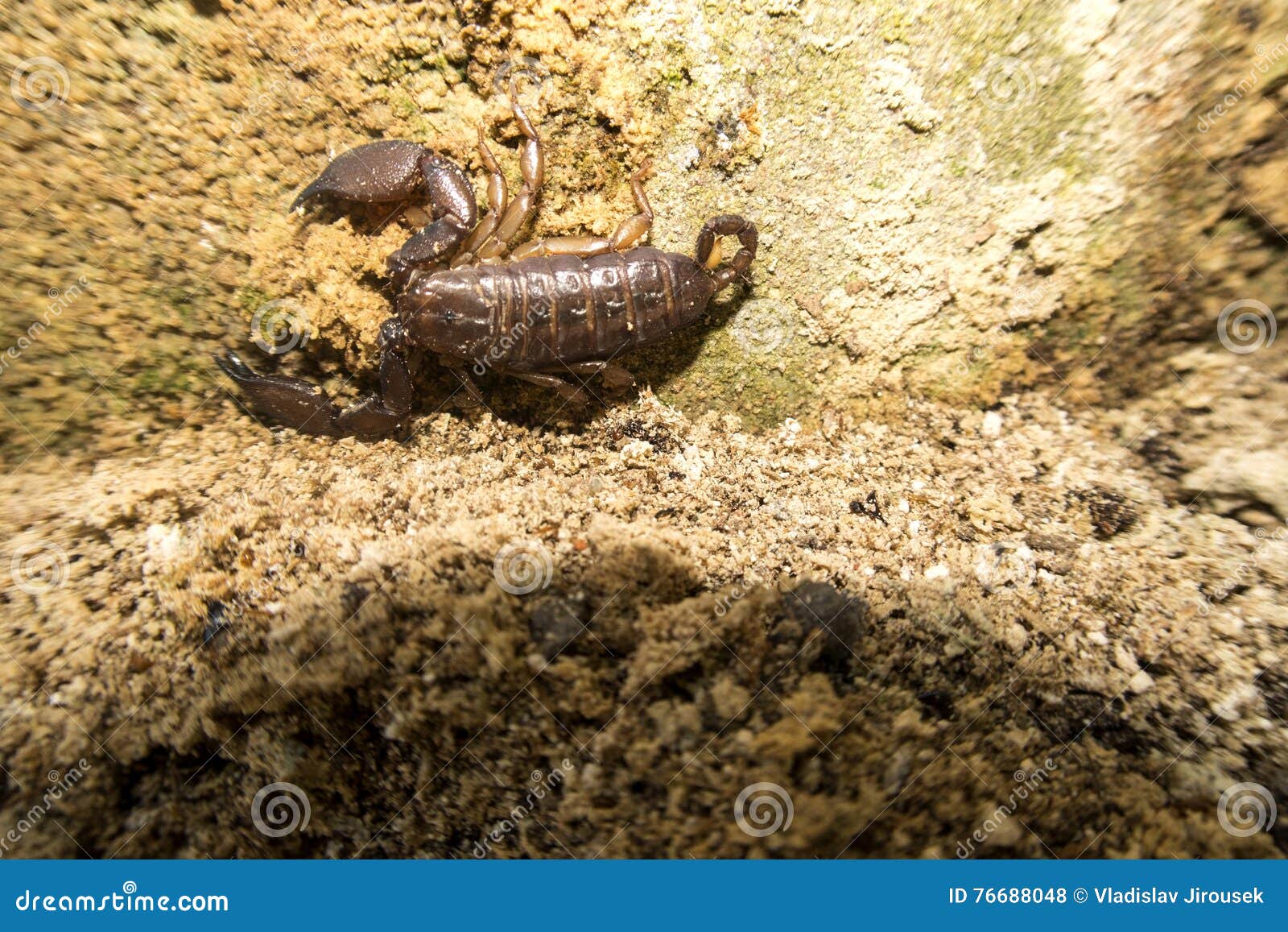 Scorpion, Nusa Penida, Indonesia Stock Photo - Image of tail, protection:  76688048
