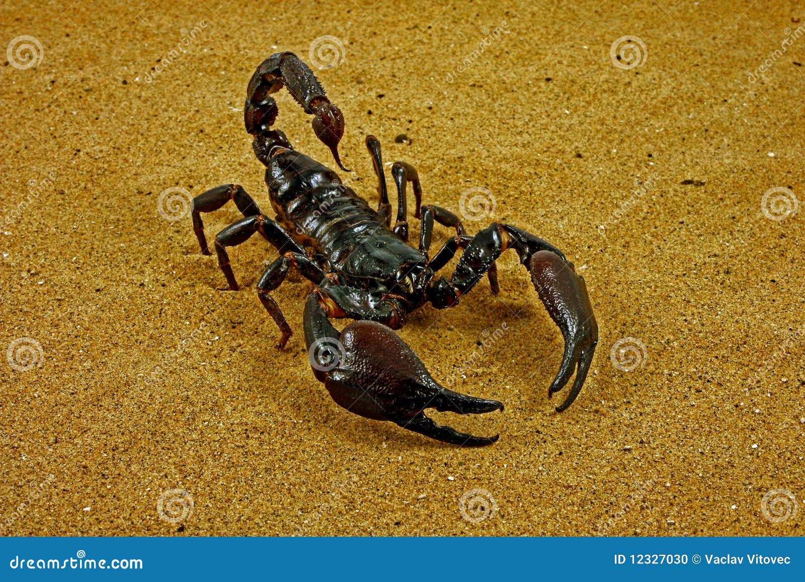 Scorpion (Ptalamneus Fulvipes) Stock Photo Image of fierce, black