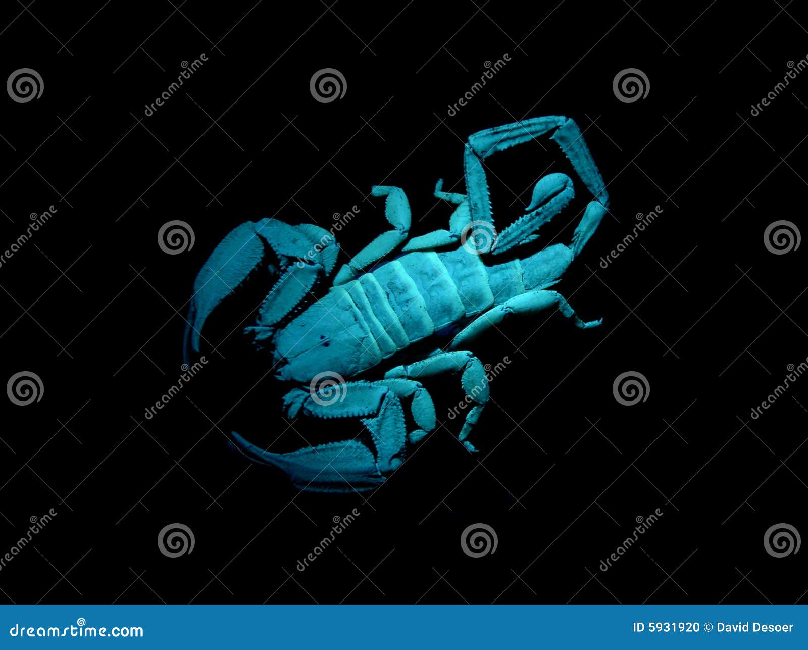 scorpion black light scorpion black light