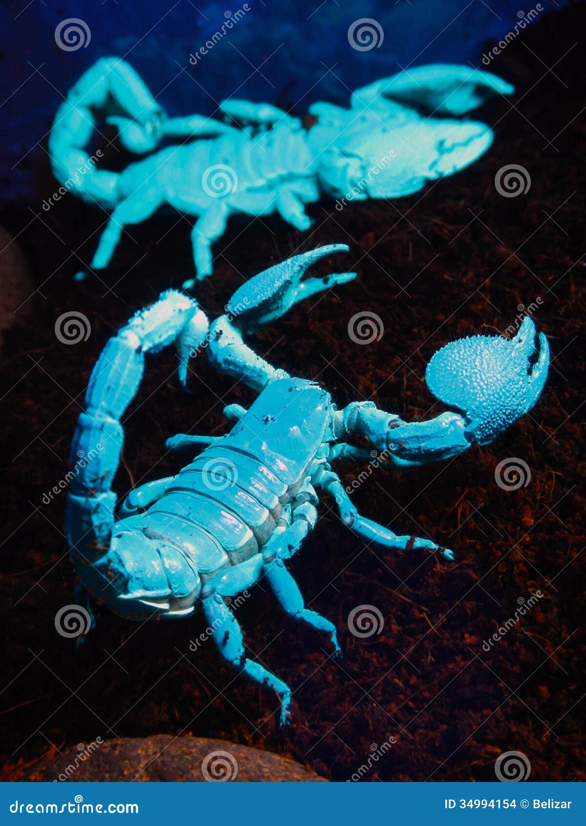 Scorpion under UV stock photo. Image of african, scorpions - 34994154