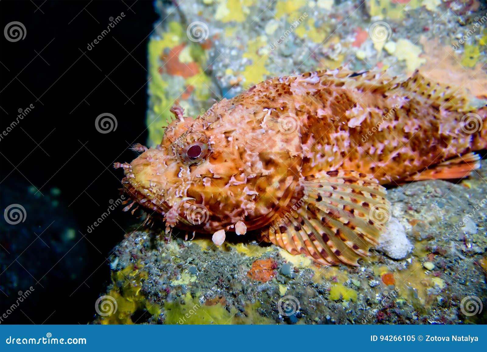 scorpionfish scorpora. mediterranean. menorca