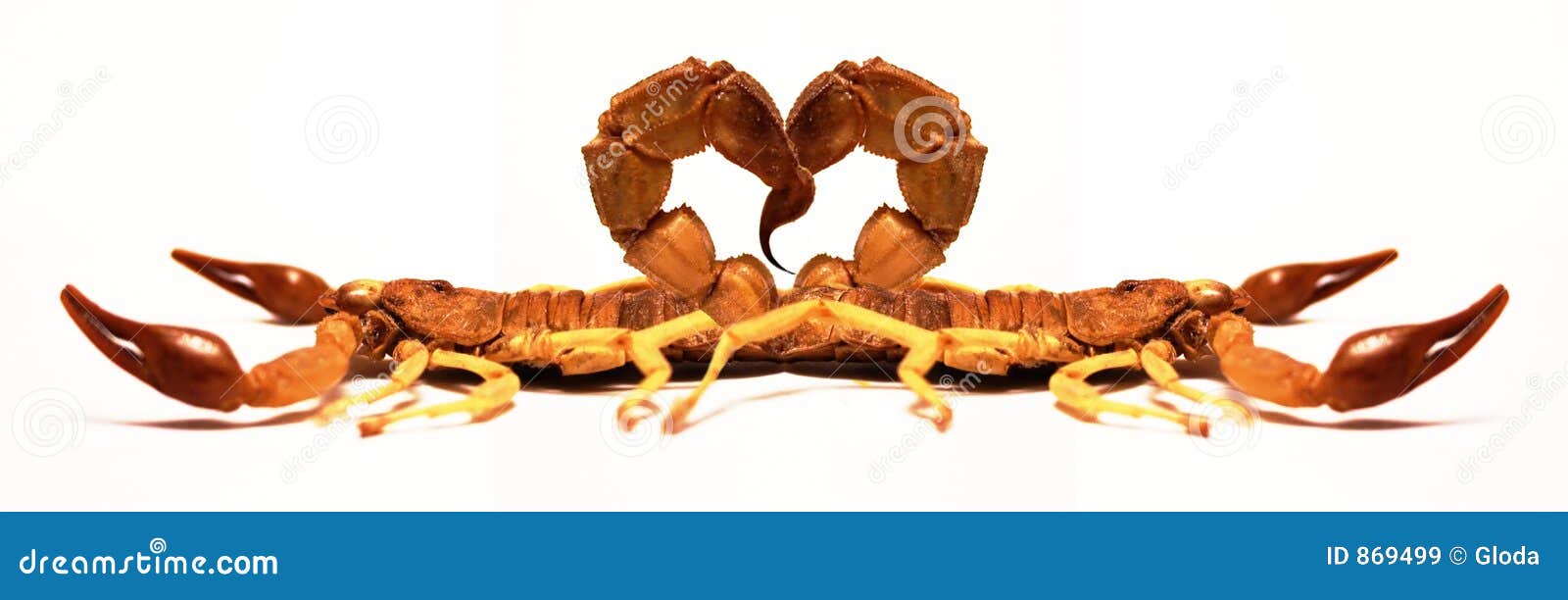 Scorpions Dans L Amour Image Stock Image Du Rampant Lumiere