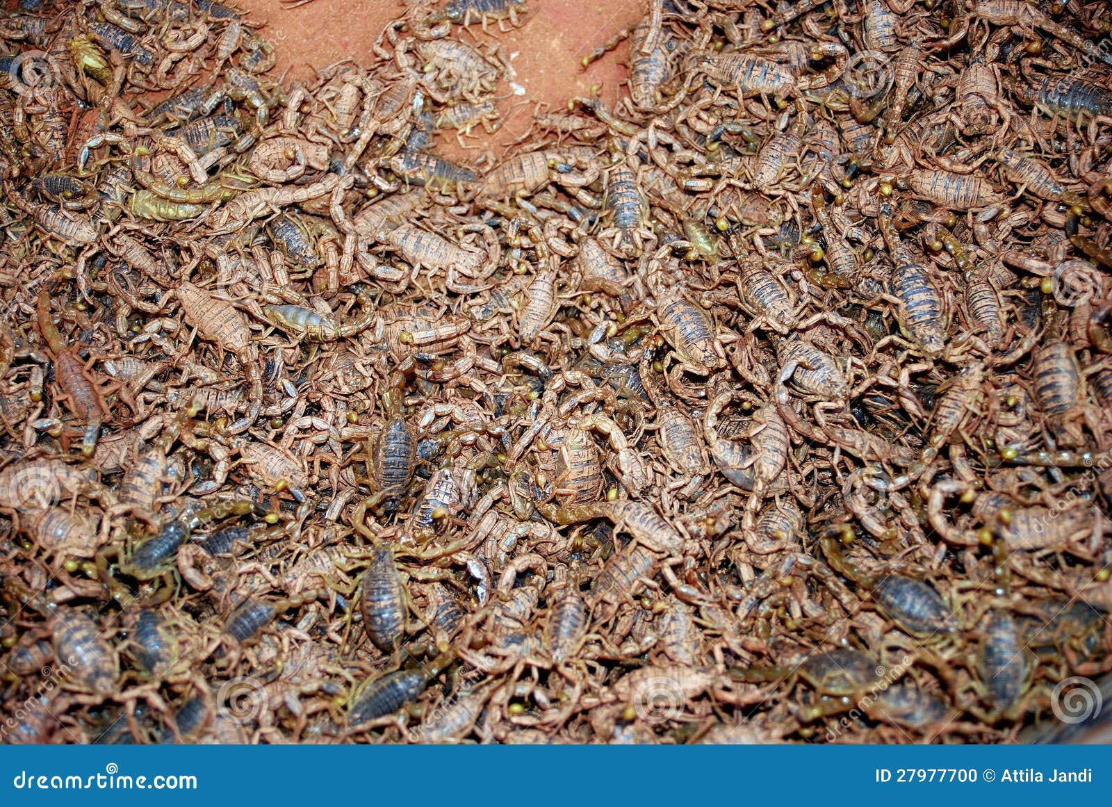 Scorpions in Qingping Market, Guangzhou, China Stock Photo - Image of carnivore, historic: 27977700 Scorpions in Qingping Market, Guangzhou, China Stock Photo - Image of carnivore, historic: 27977700