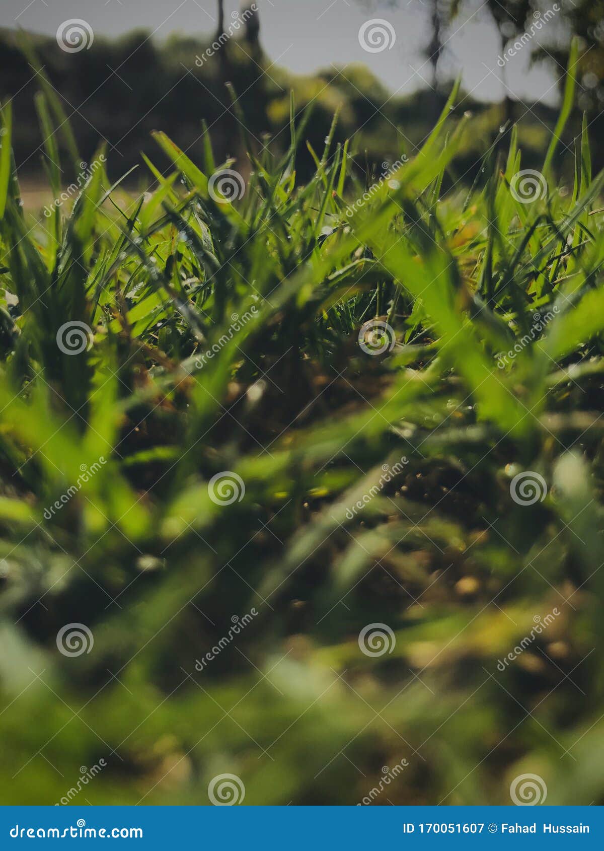 scotch grass, bermuda grass, dhoob.
