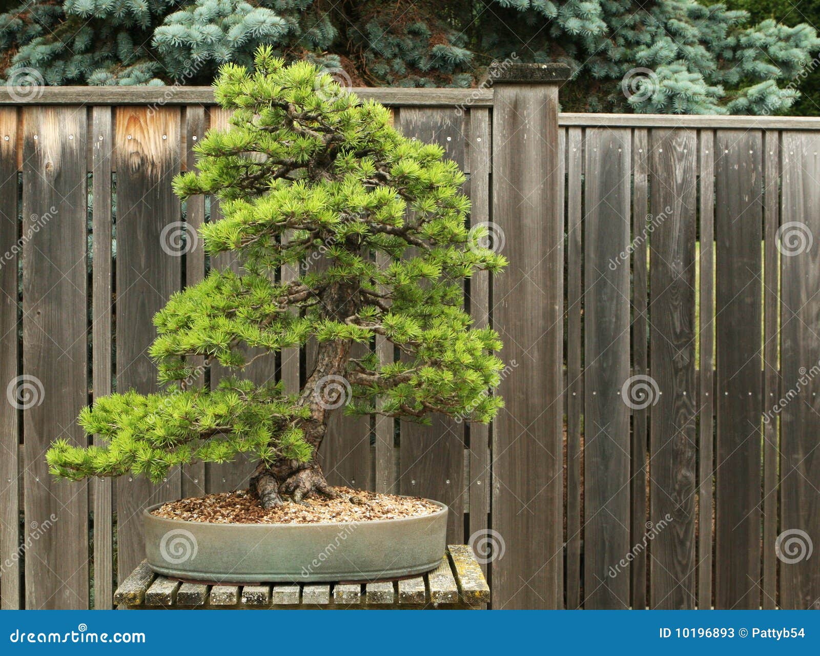 Scotch Pine Bonsai stock image. Image of agriculture 10196893