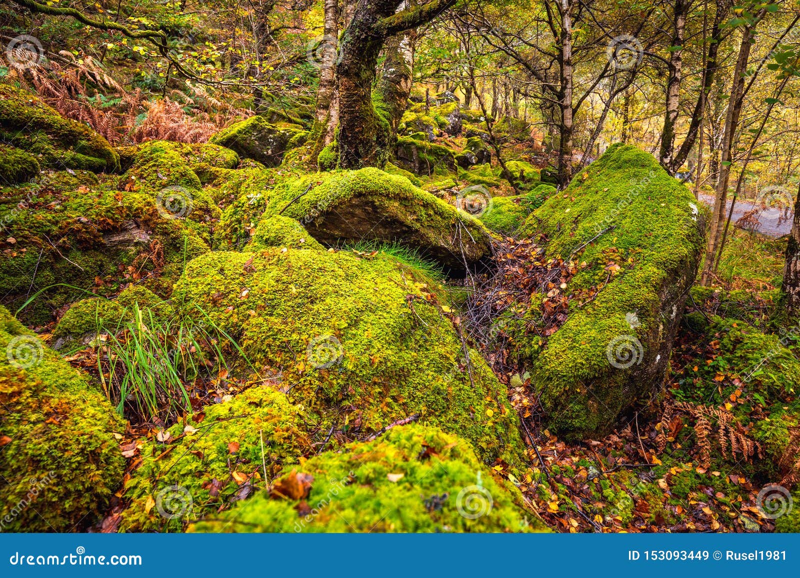 Scotland autumn stock image. Image of william, steall - 153093449