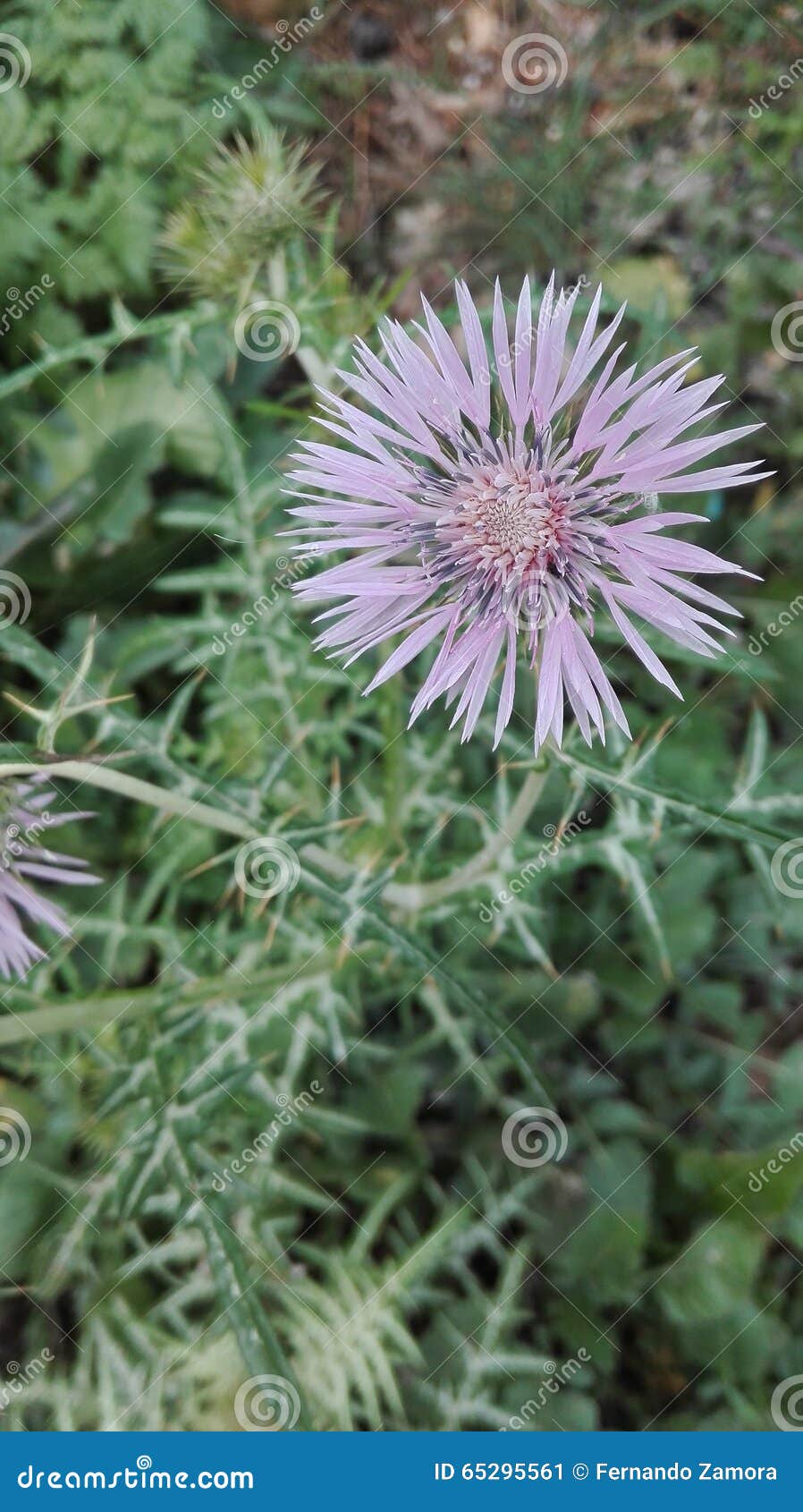 Scotland Flower Symbol, Thistle Flower Stock Image Image of symbol