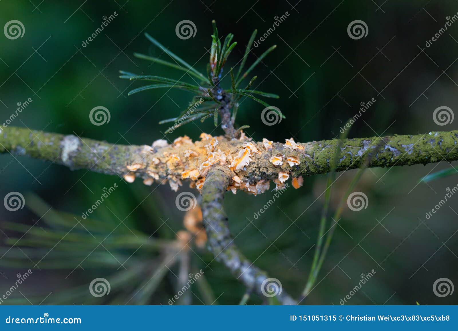 scots pine blister rust cronartium flaccidum, a heteroecious rust fungus on a branch