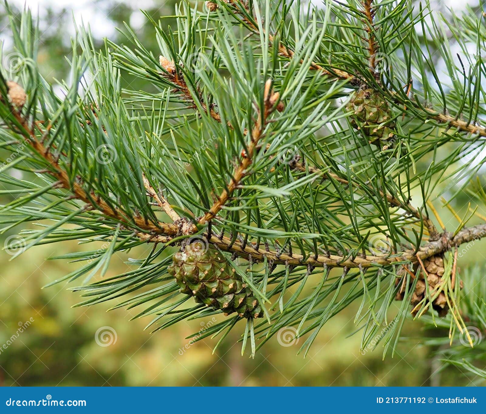 scots pine or pinus sylvestris with cones