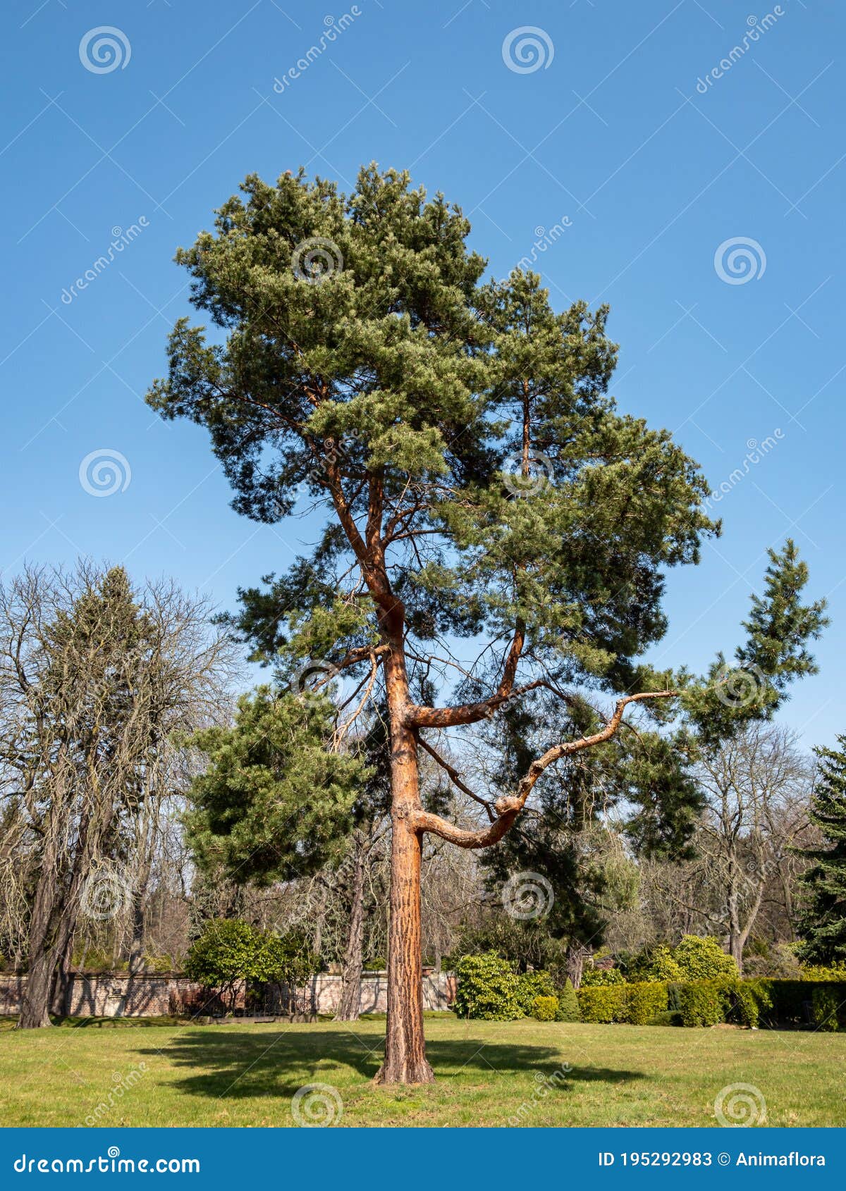 scots pine pinus sylvestris in the park