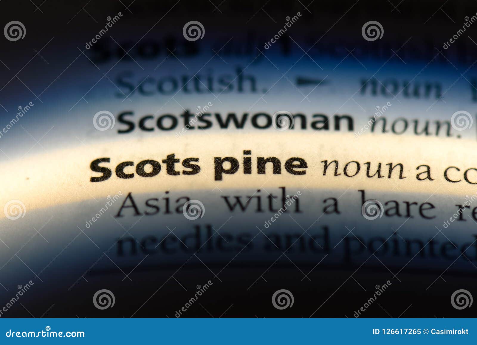 Scots pine stock image. Image of dictionary, definition 126617265