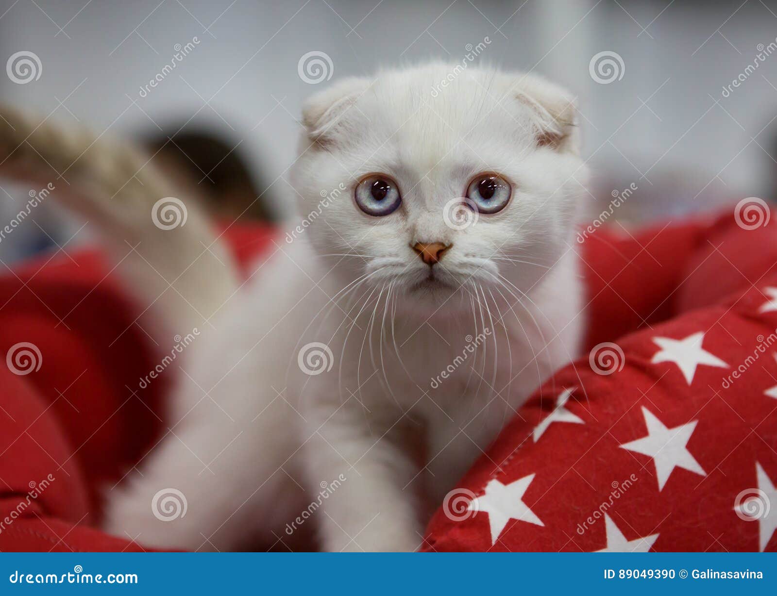 Шотландская Вислоухая Кошка Купить В Уфе