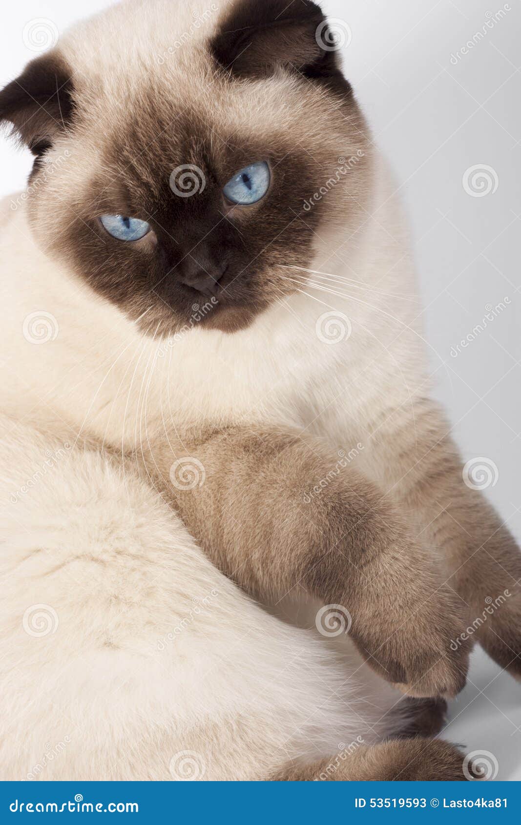 Сиамский вислоухий кот