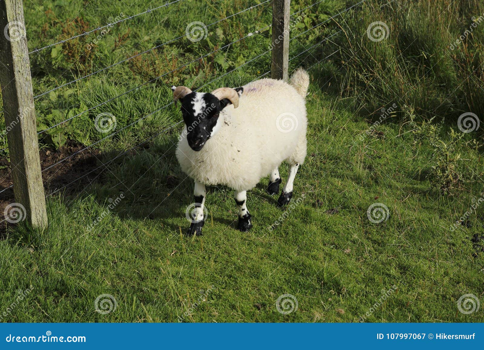 scottish black head sheep, with achnabat in the hole duntelchaig