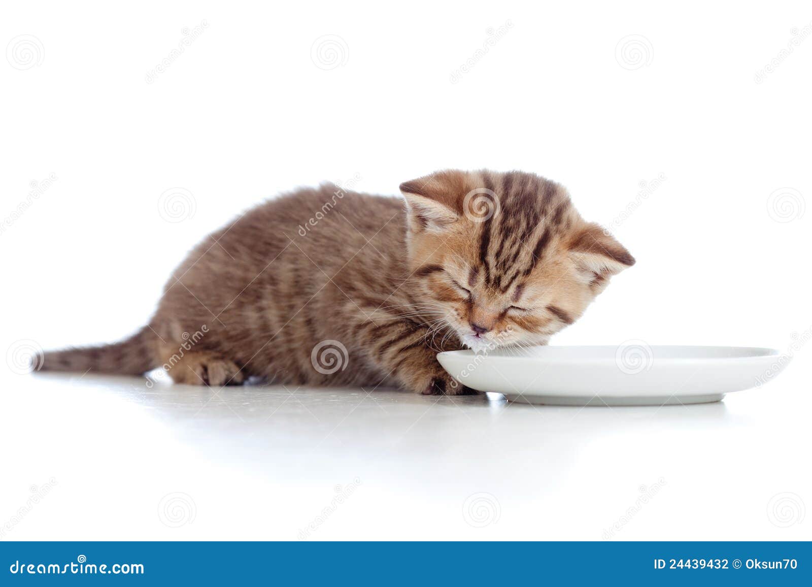 when can kittens lap milk