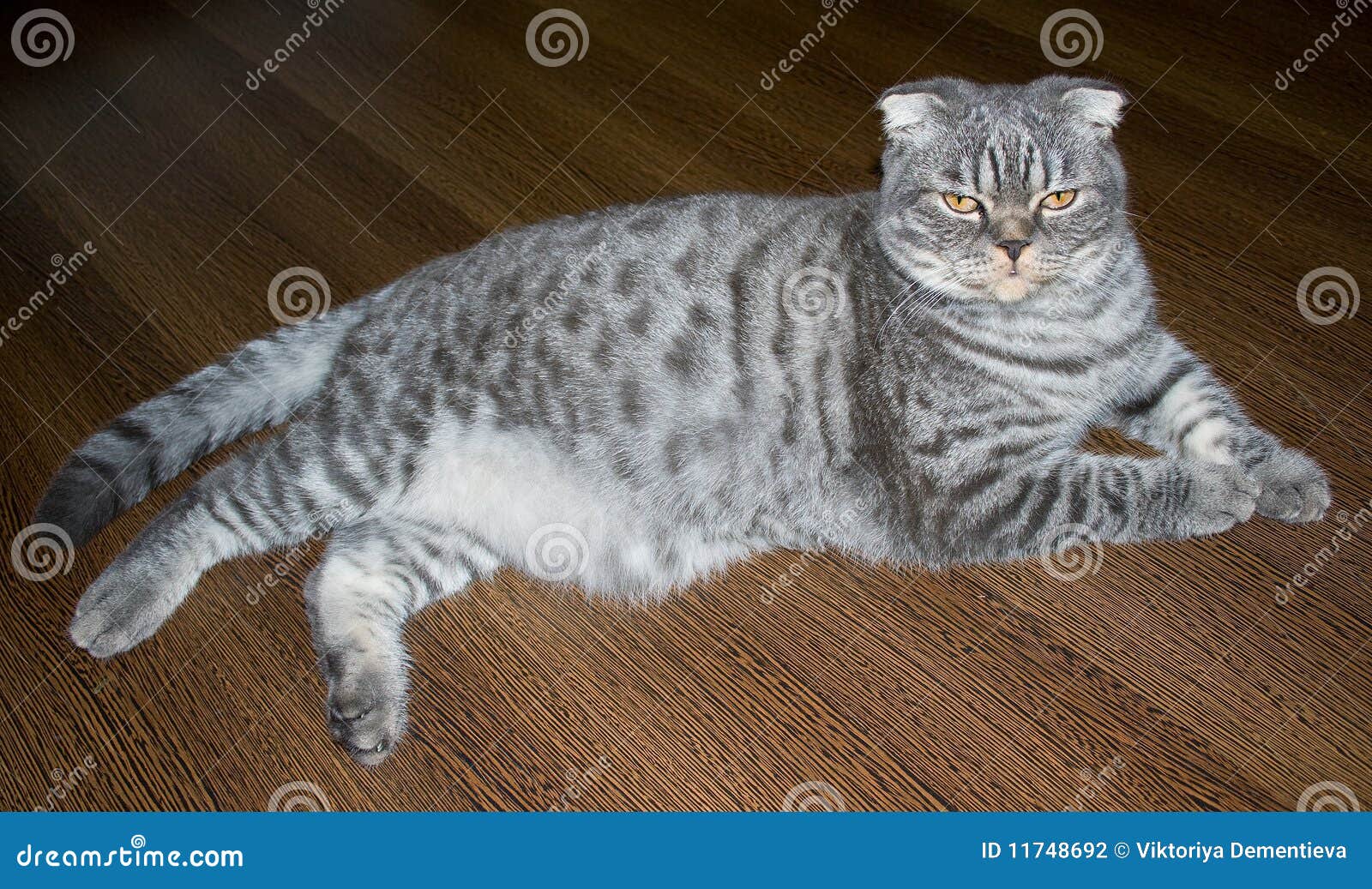Scottish cat stock photo. Image of pedigreed, small, gray 11748692