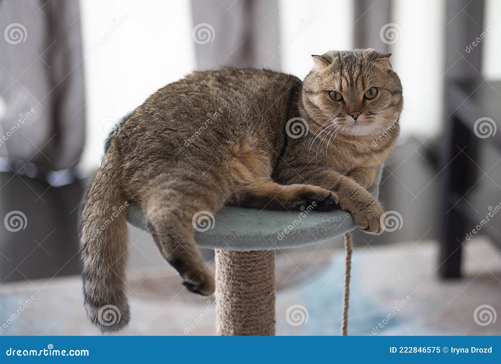 Scottish Cat Squat, Young Cat Looks into the Farme Stock Image Image