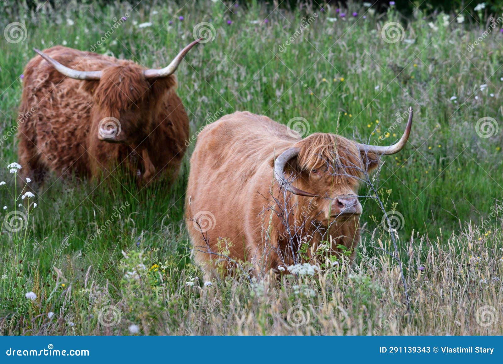 scottish cattle have a hostile to sinister expression. scotland, uk