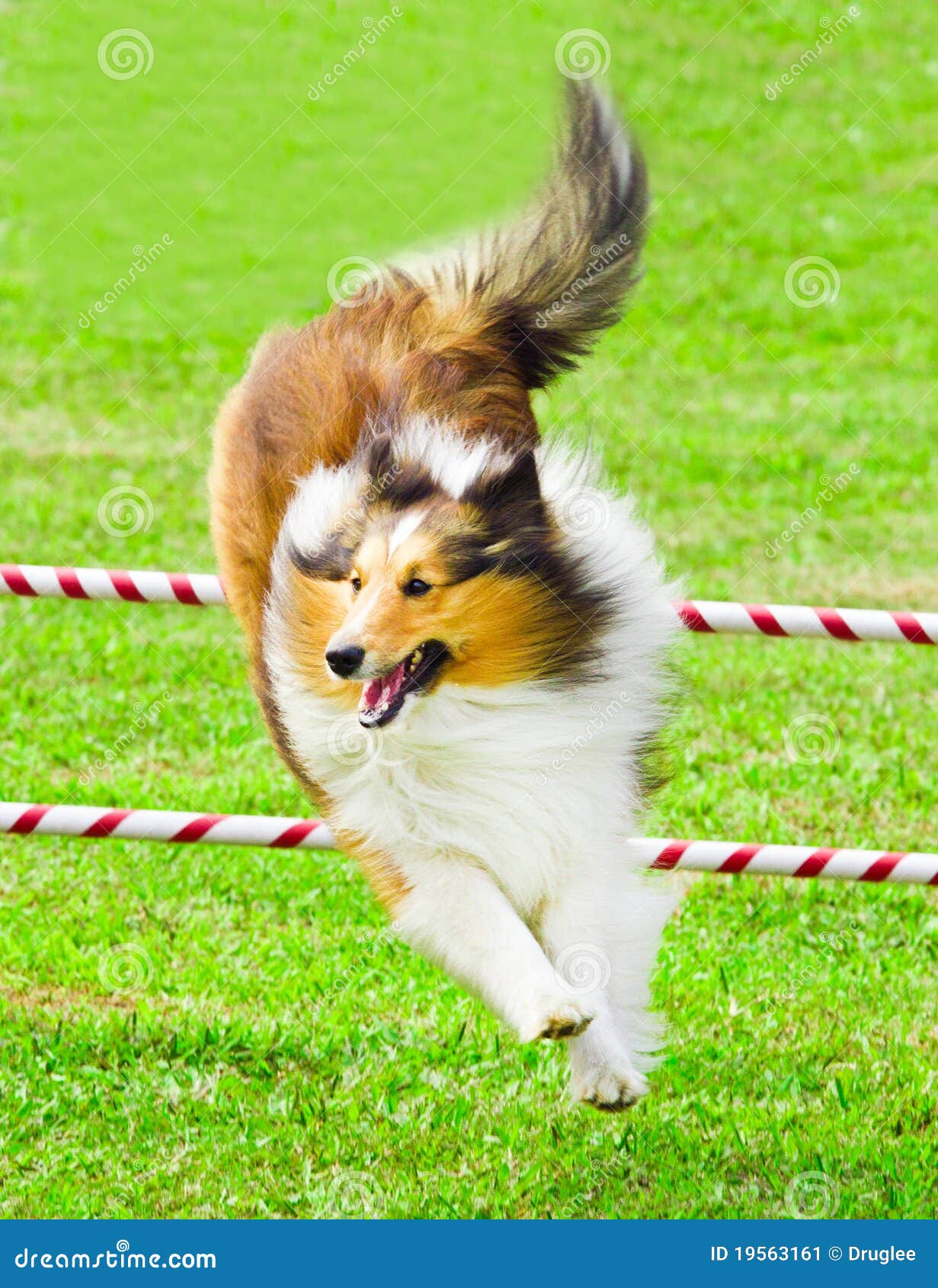 Scottish Collie Jumping In Agility Competition Stock Image Image Of Happy Effort 19563161