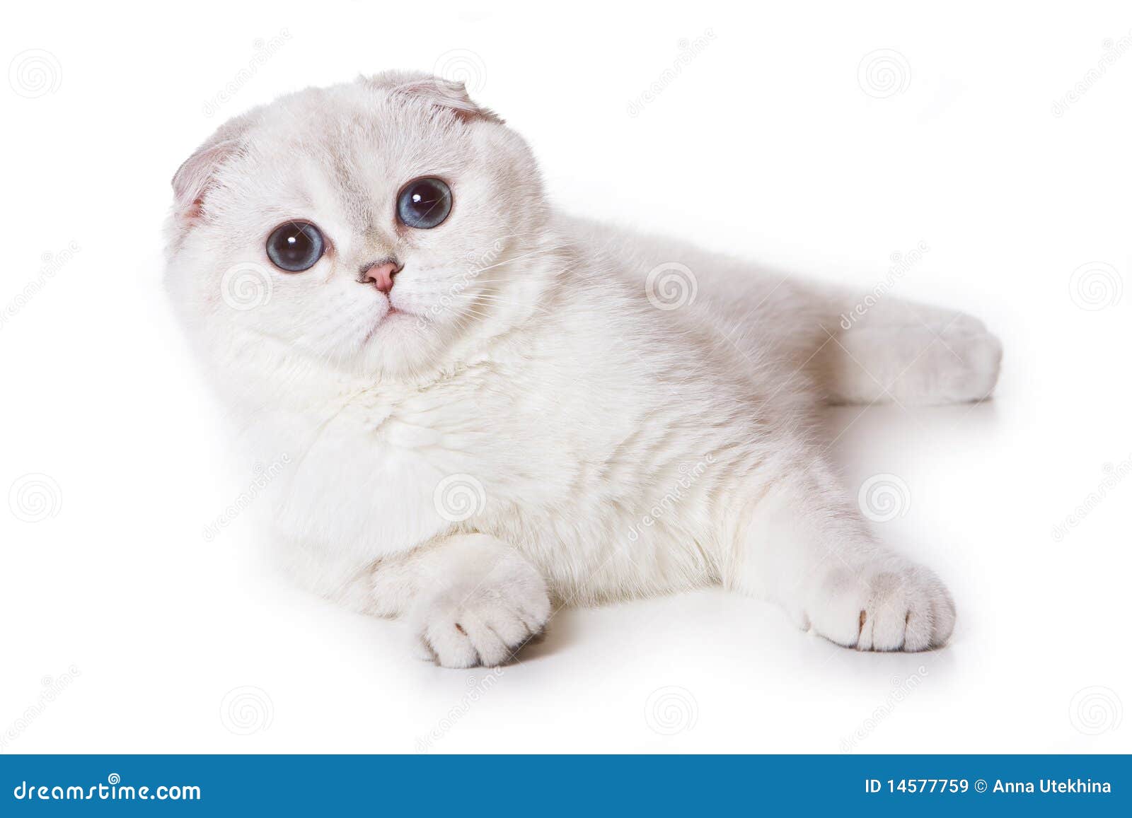 scottish fold cat