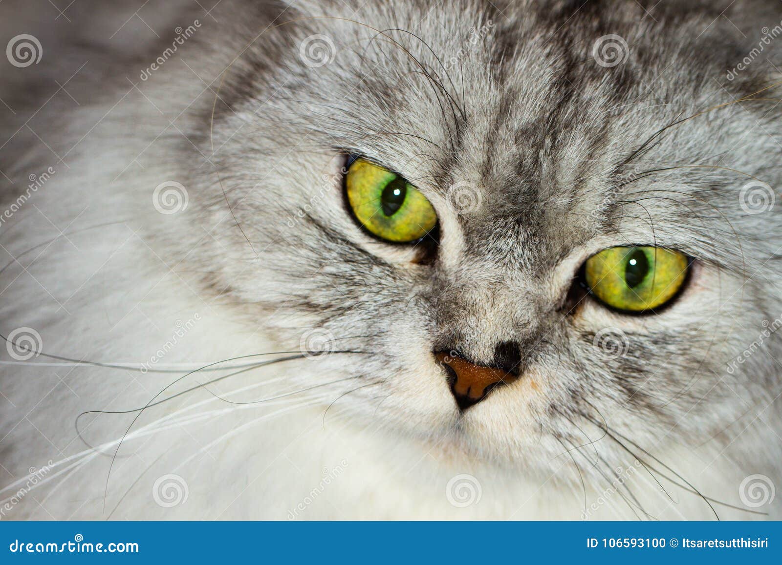 Bad cat Stock Photos, Royalty Free Bad cat Images