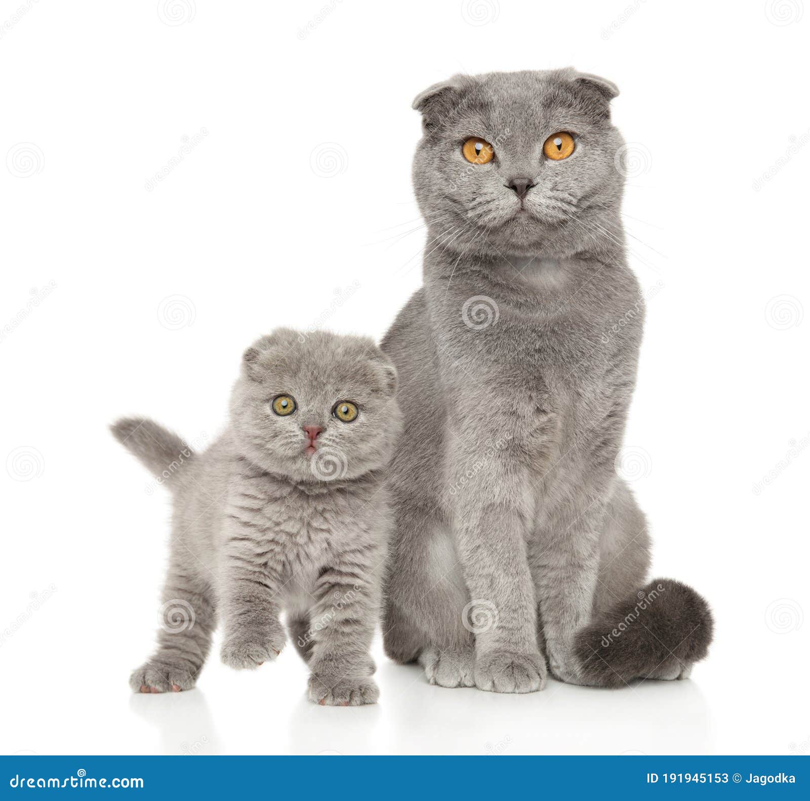 scottish fold cat and kitten