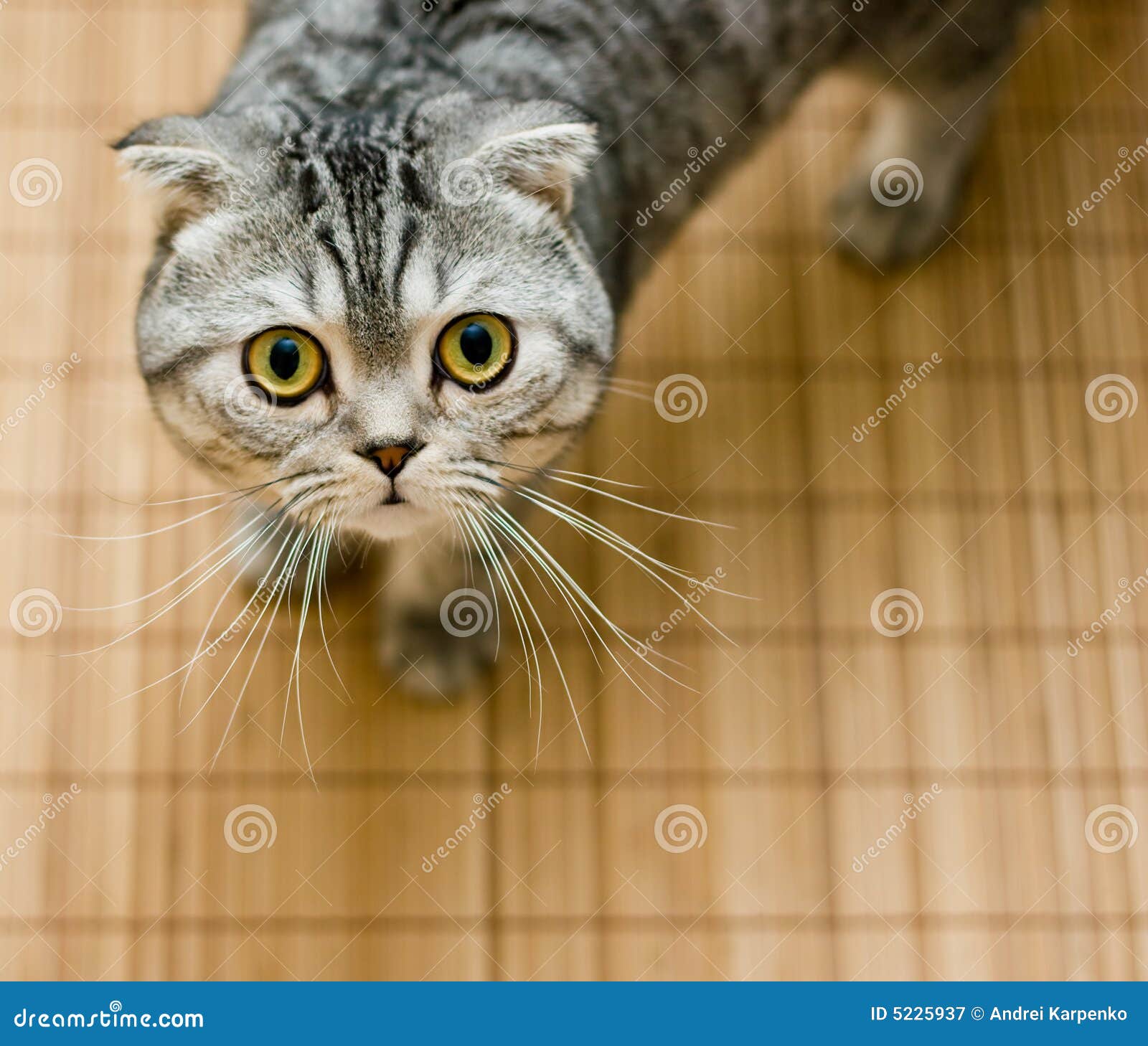 Scottish Fold Cat Looking Up Pleasing for Food Stock Image Image of adorable, luxury 5225937